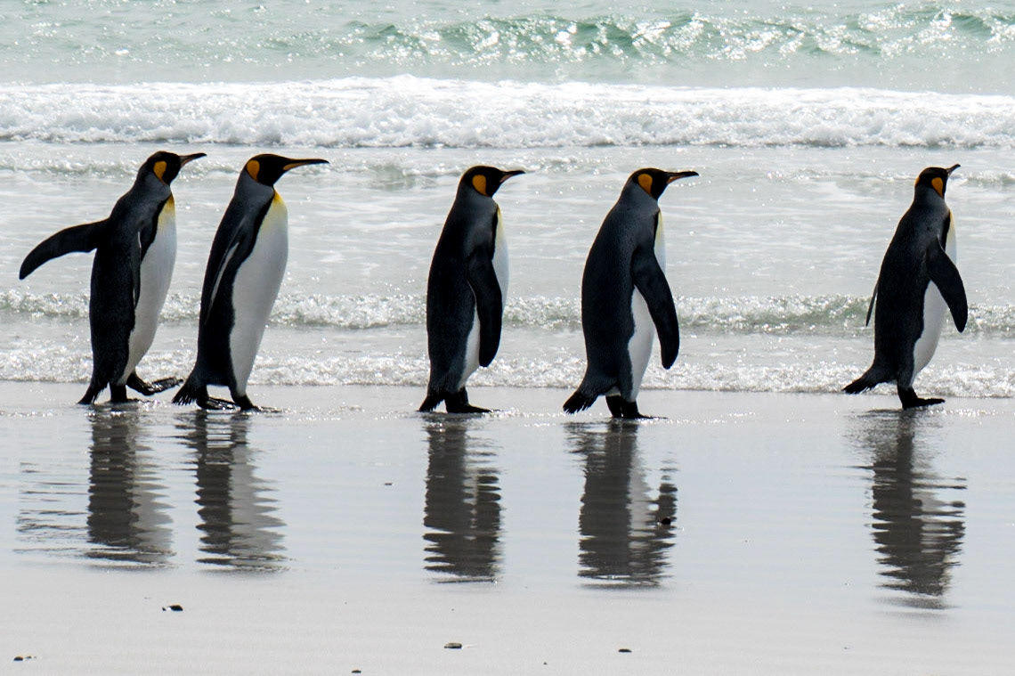 King penguins begin their search for a meal