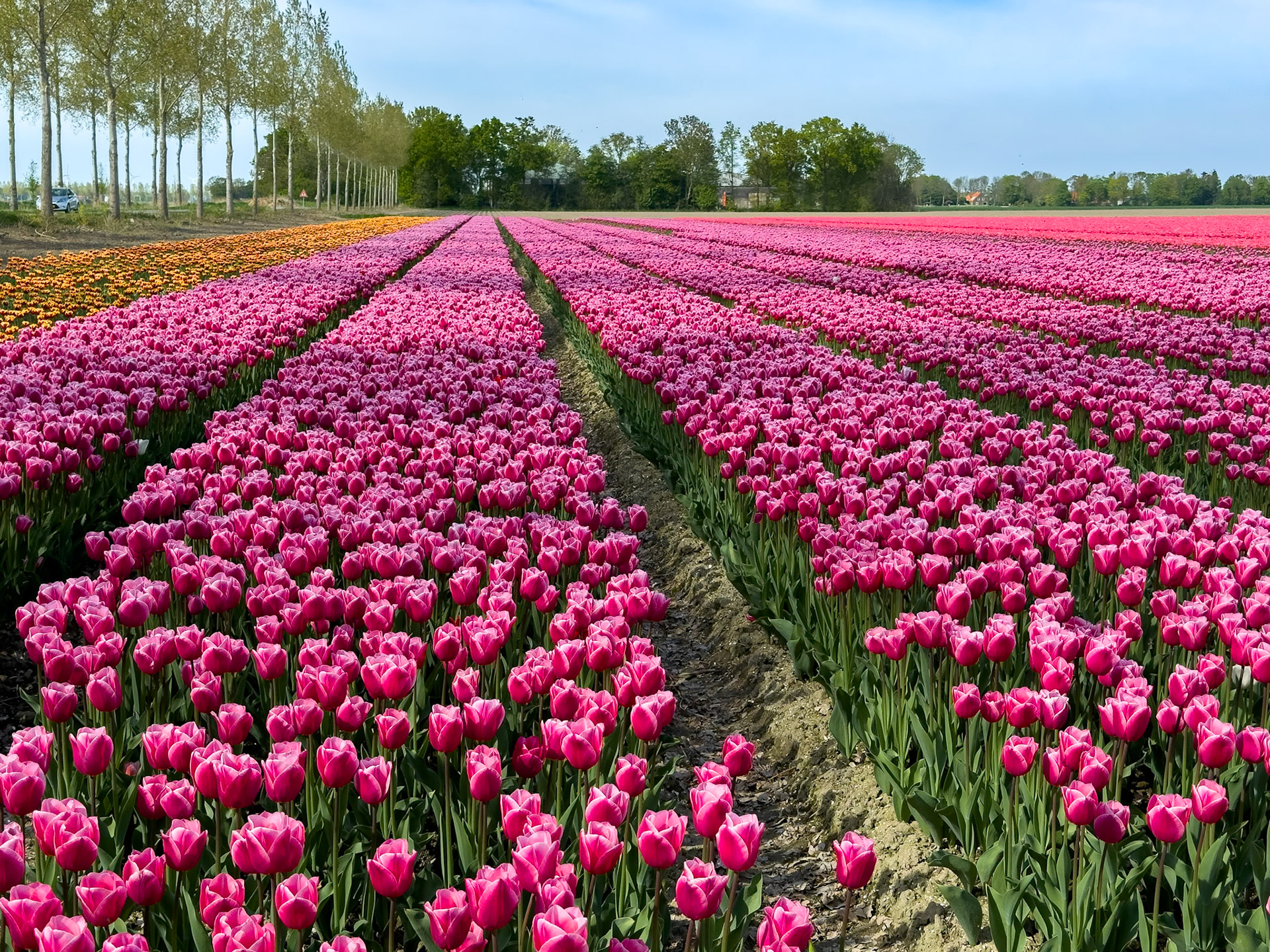 Tulip tour with Gerrit,  our tour guide