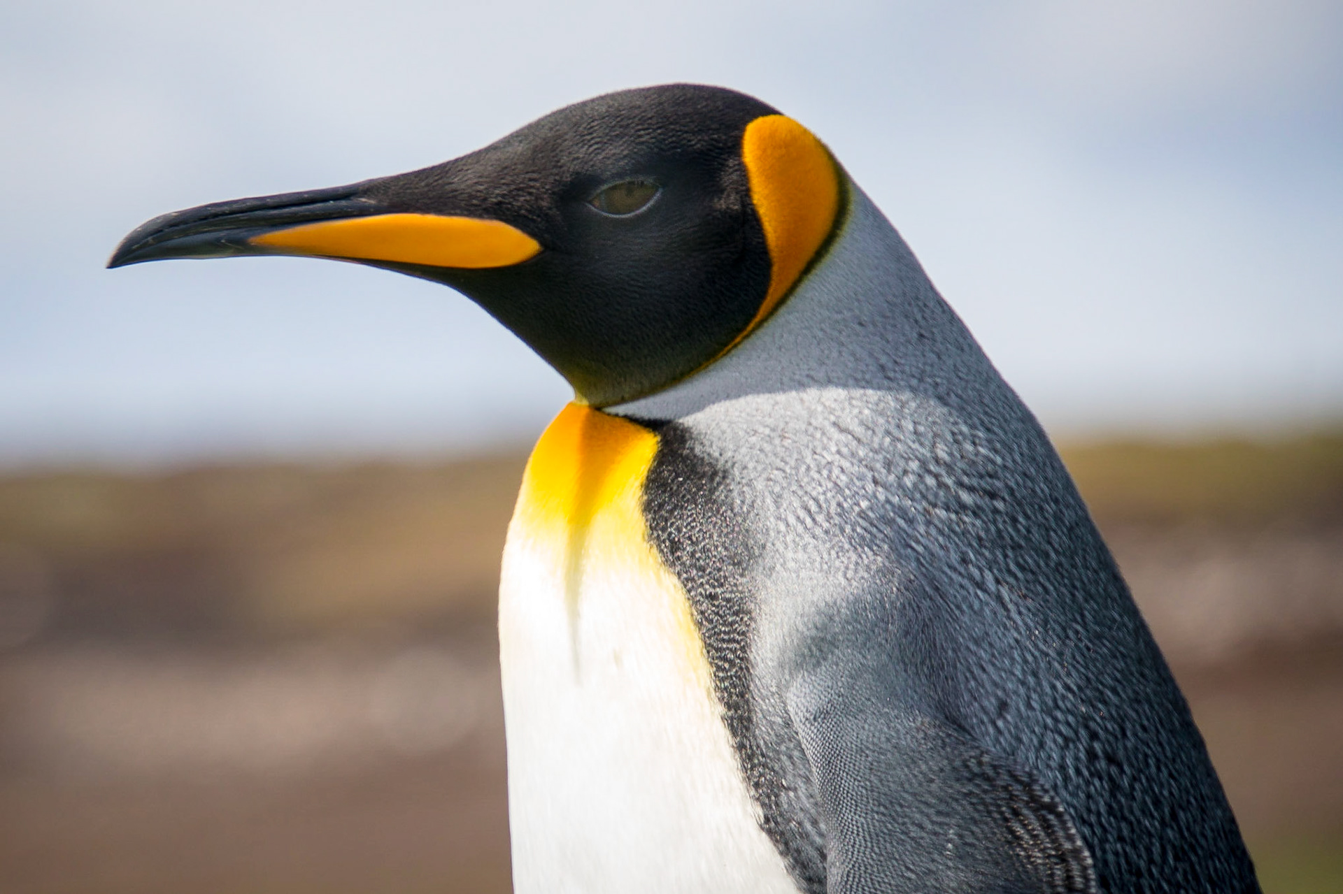 King penguin at Volunteer Point