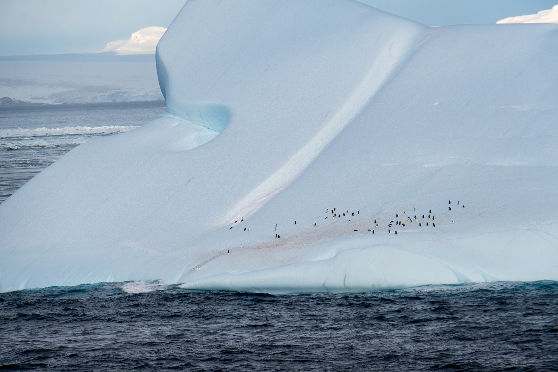 A colony of penguins on an iceberg