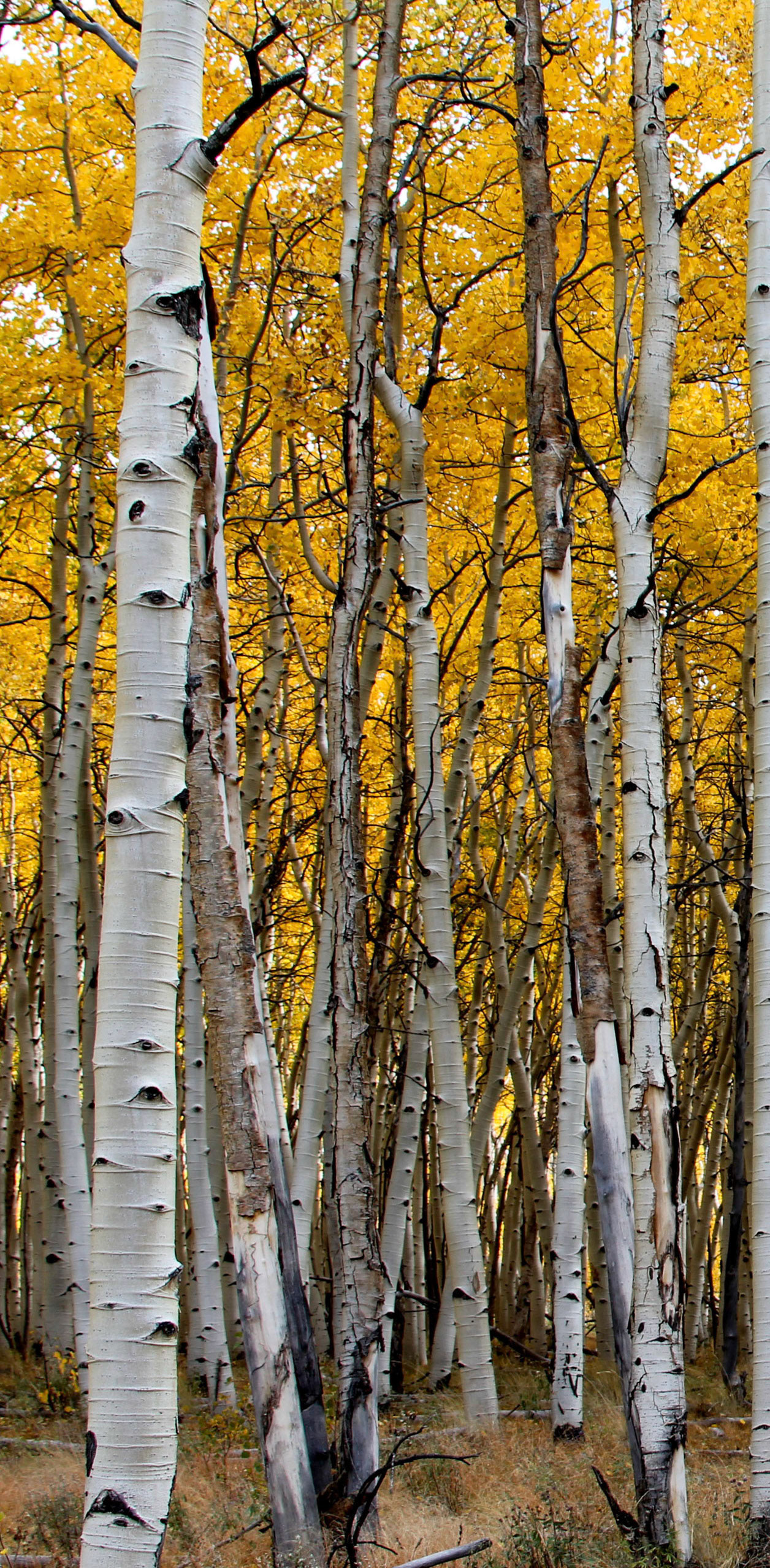 Aspen triptych