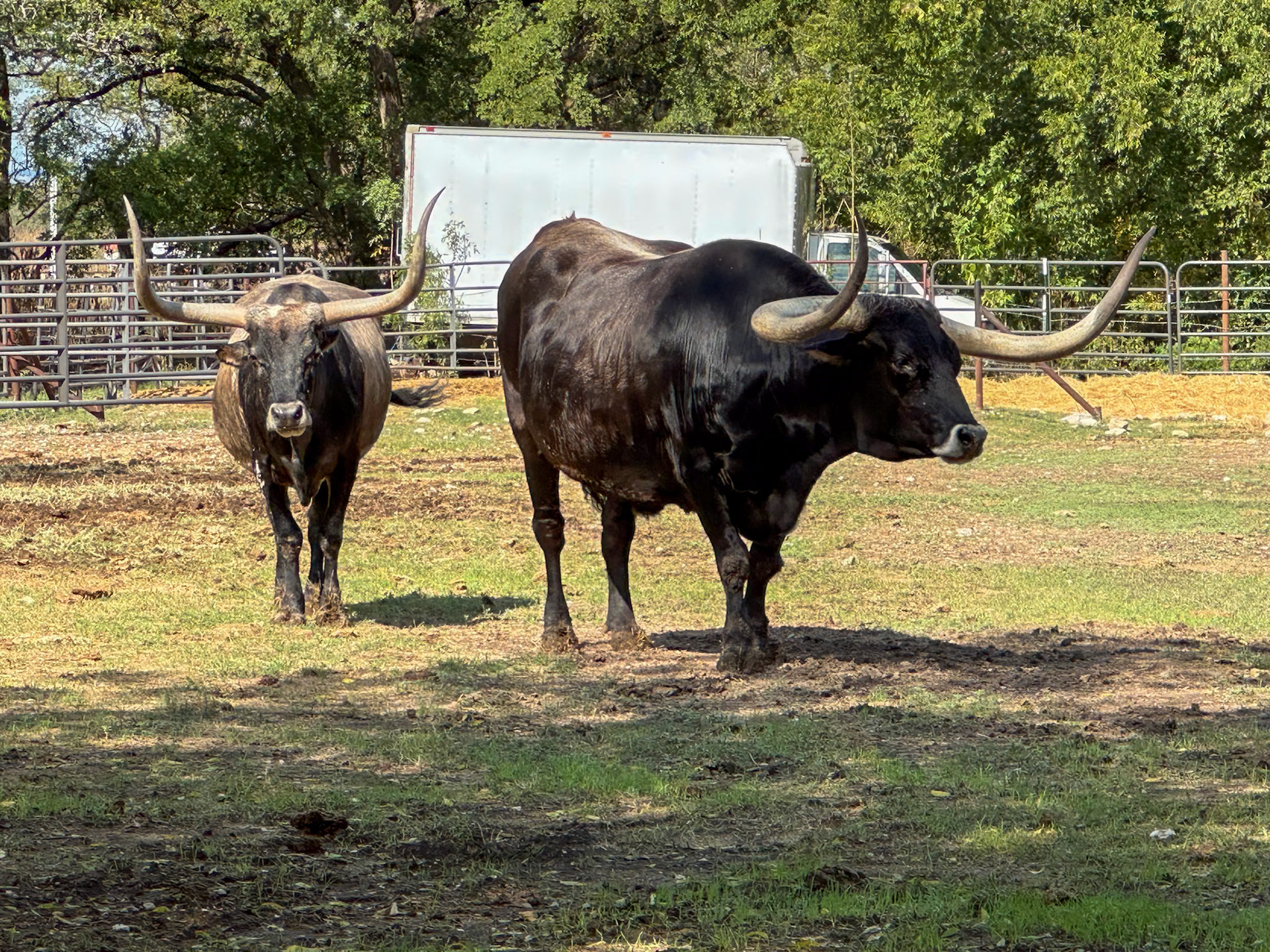 Longhorns at the campground