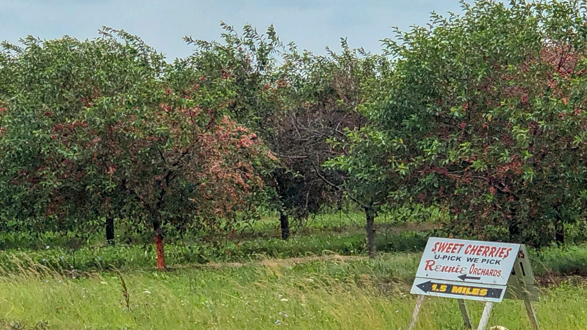 Cherry orchards are everywhere