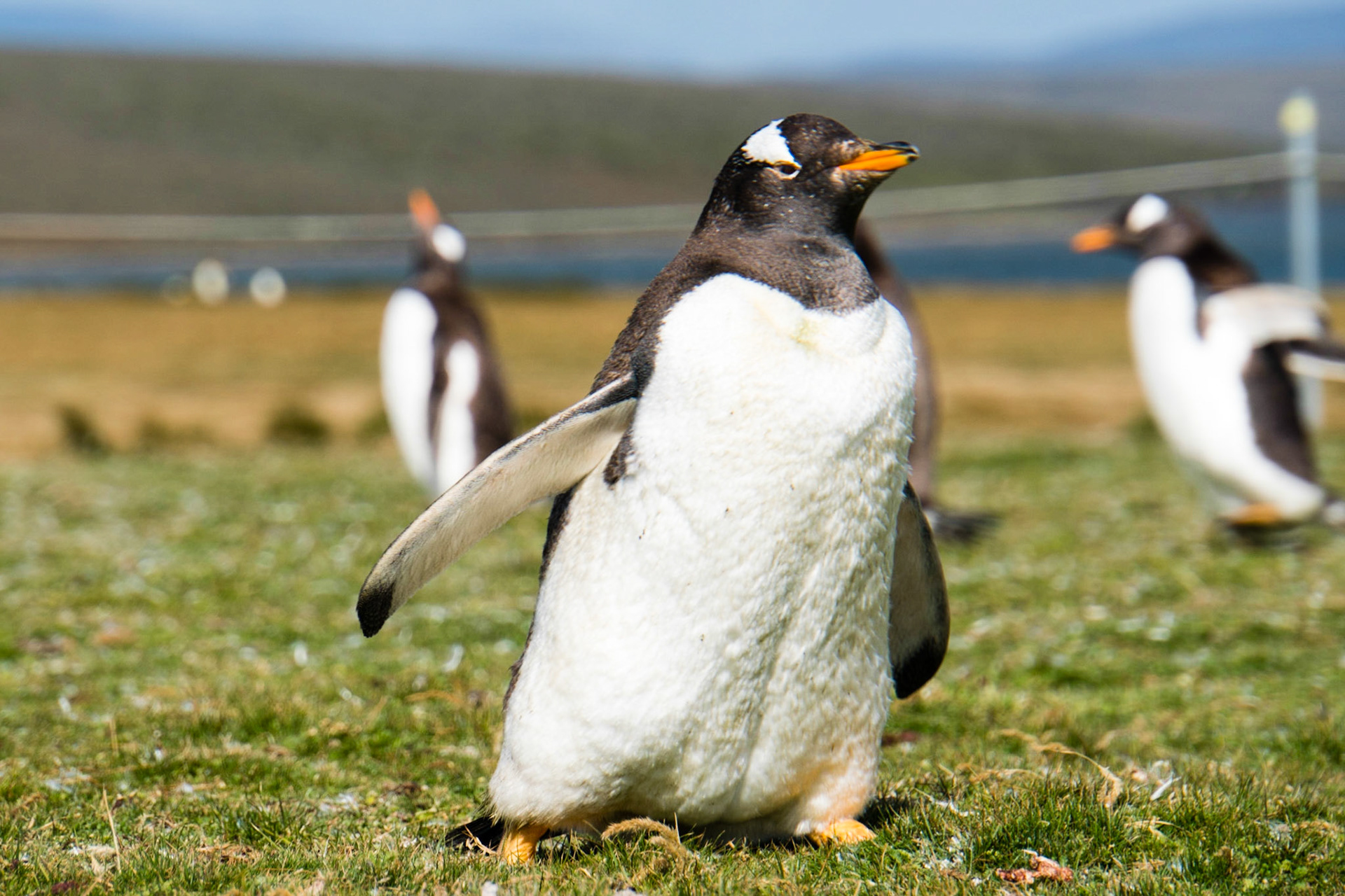 Gentoo penguins at Volunteer Point in the Falkland Islands