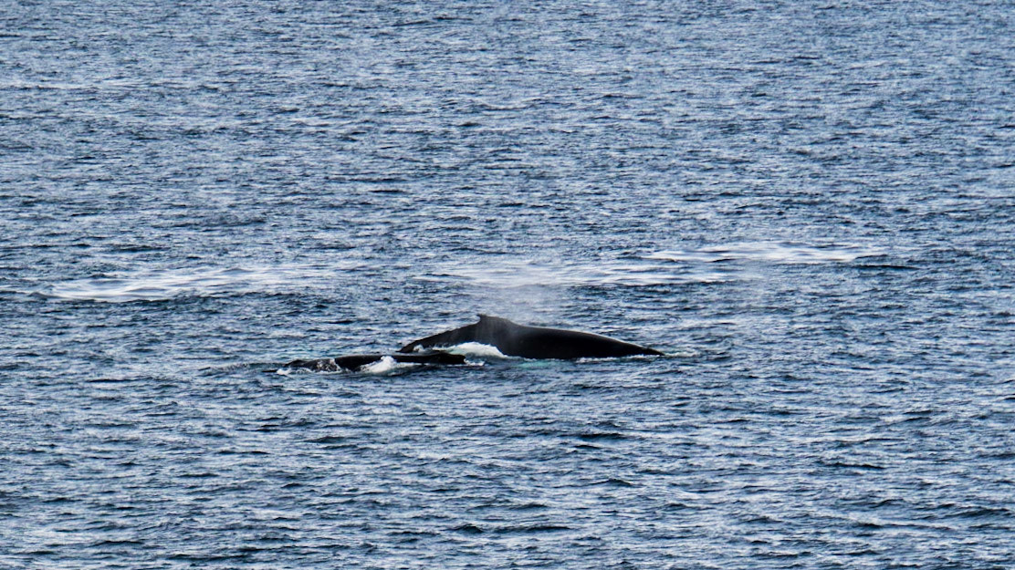 Humpback whale sitings were frequent