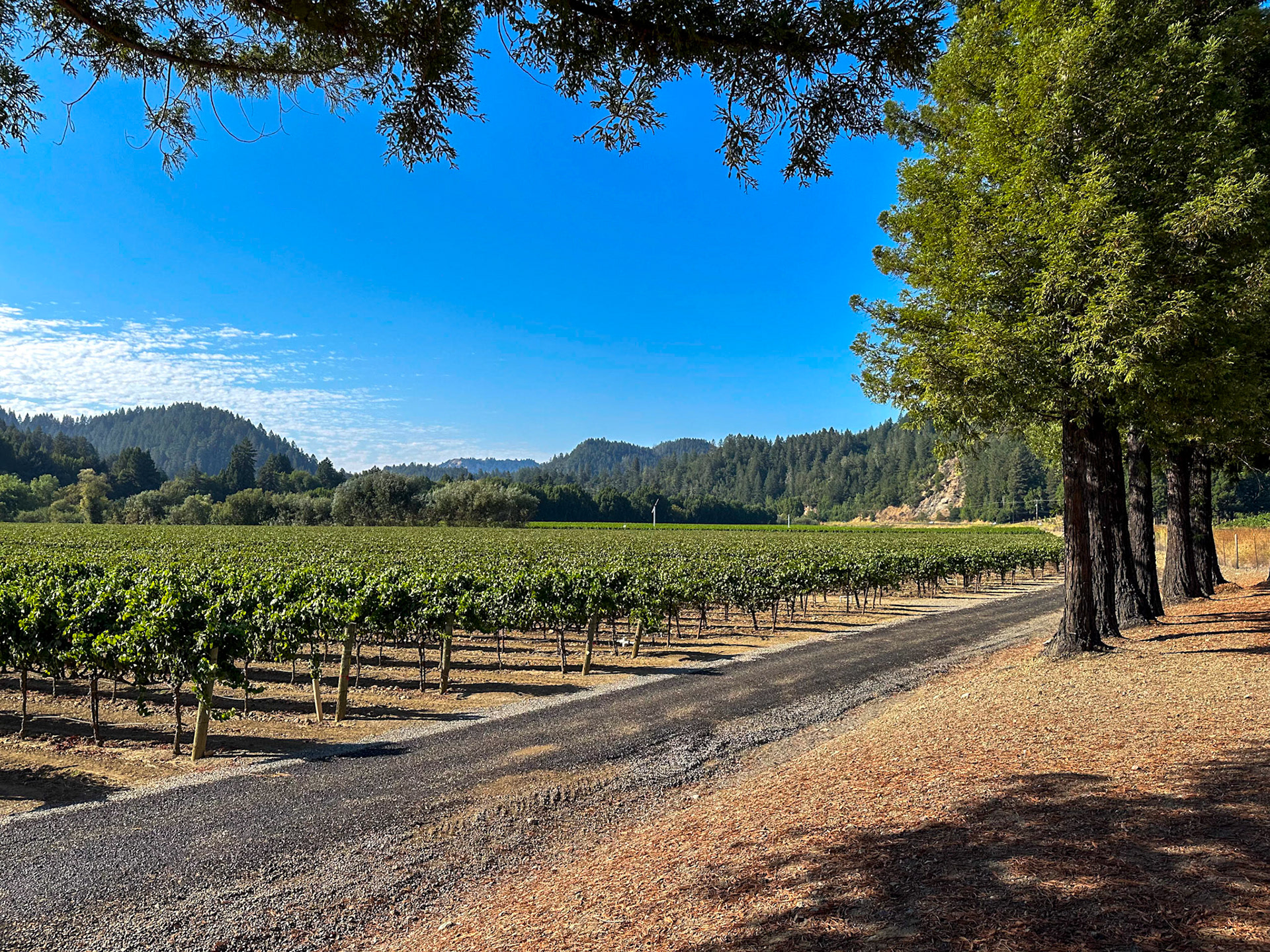 Korbel vineyards on the Russian River