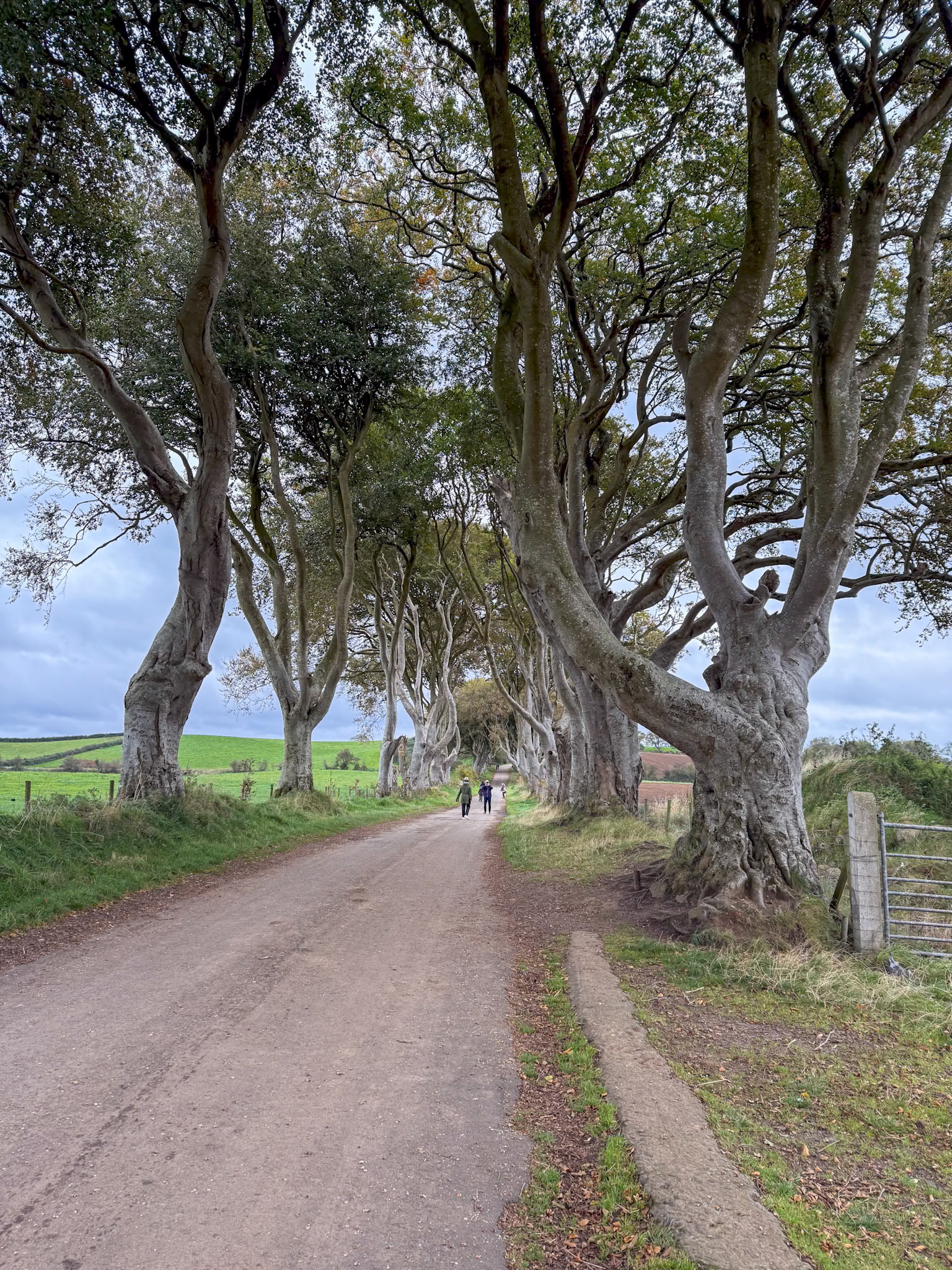 The Dark Hedges from the 1700's