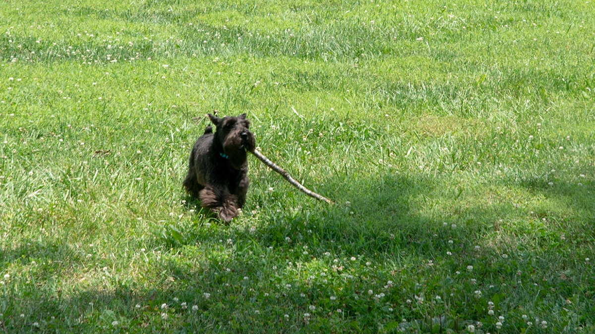 Tripp enjoying his freedom from the leash at the Horse Park
