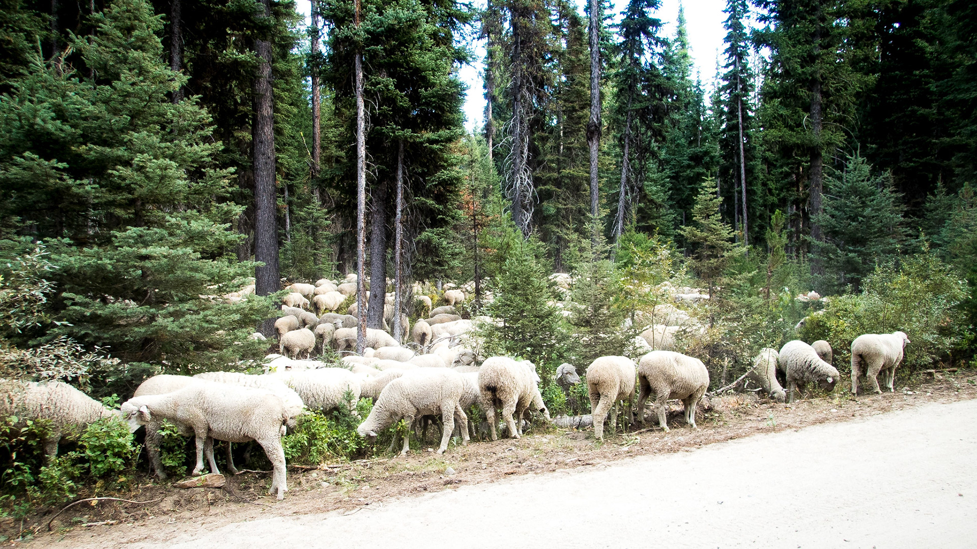 Shepherd said there were 2000 sheep