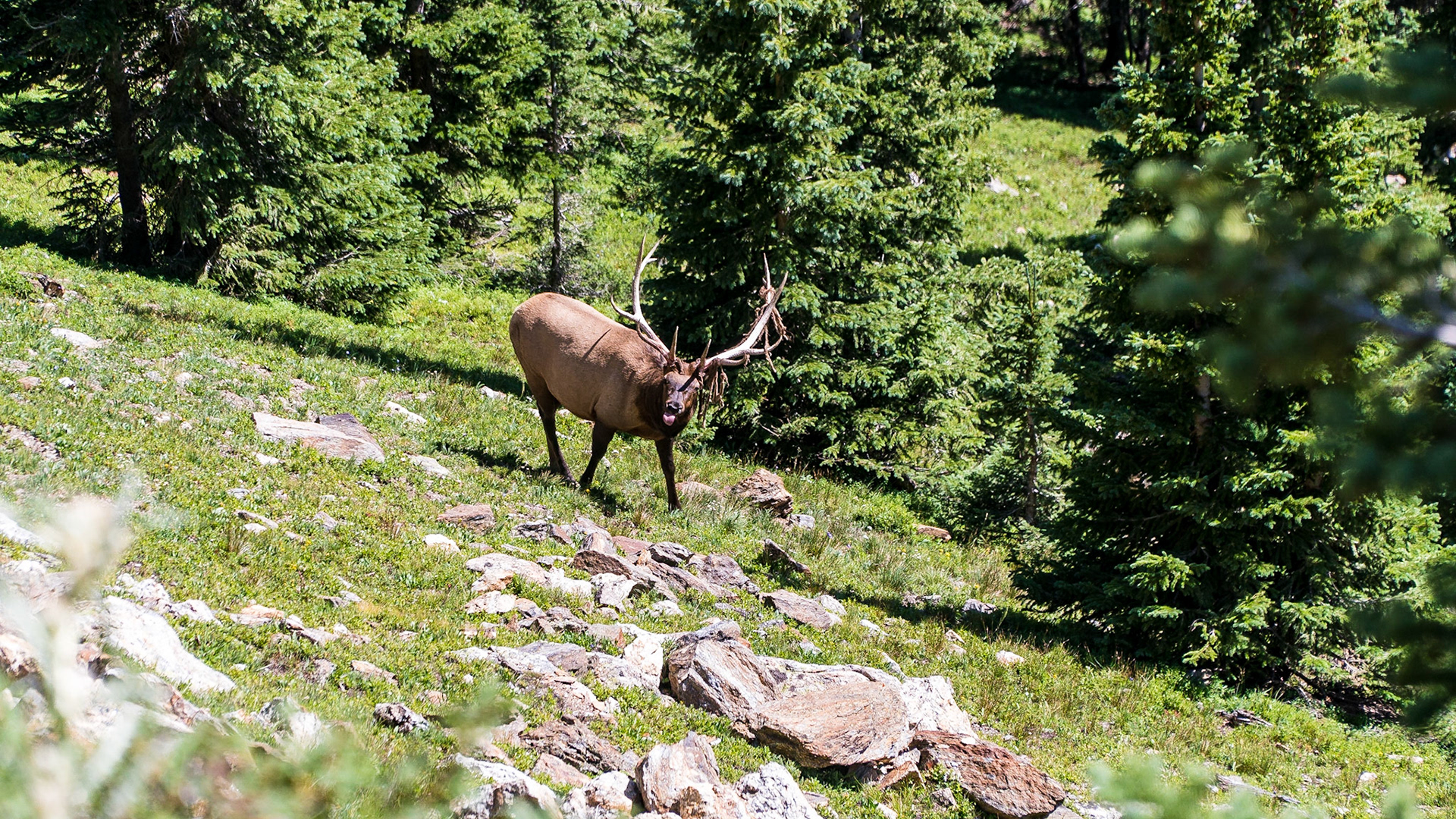 Bull elk sighting as we jeep thru RMNP