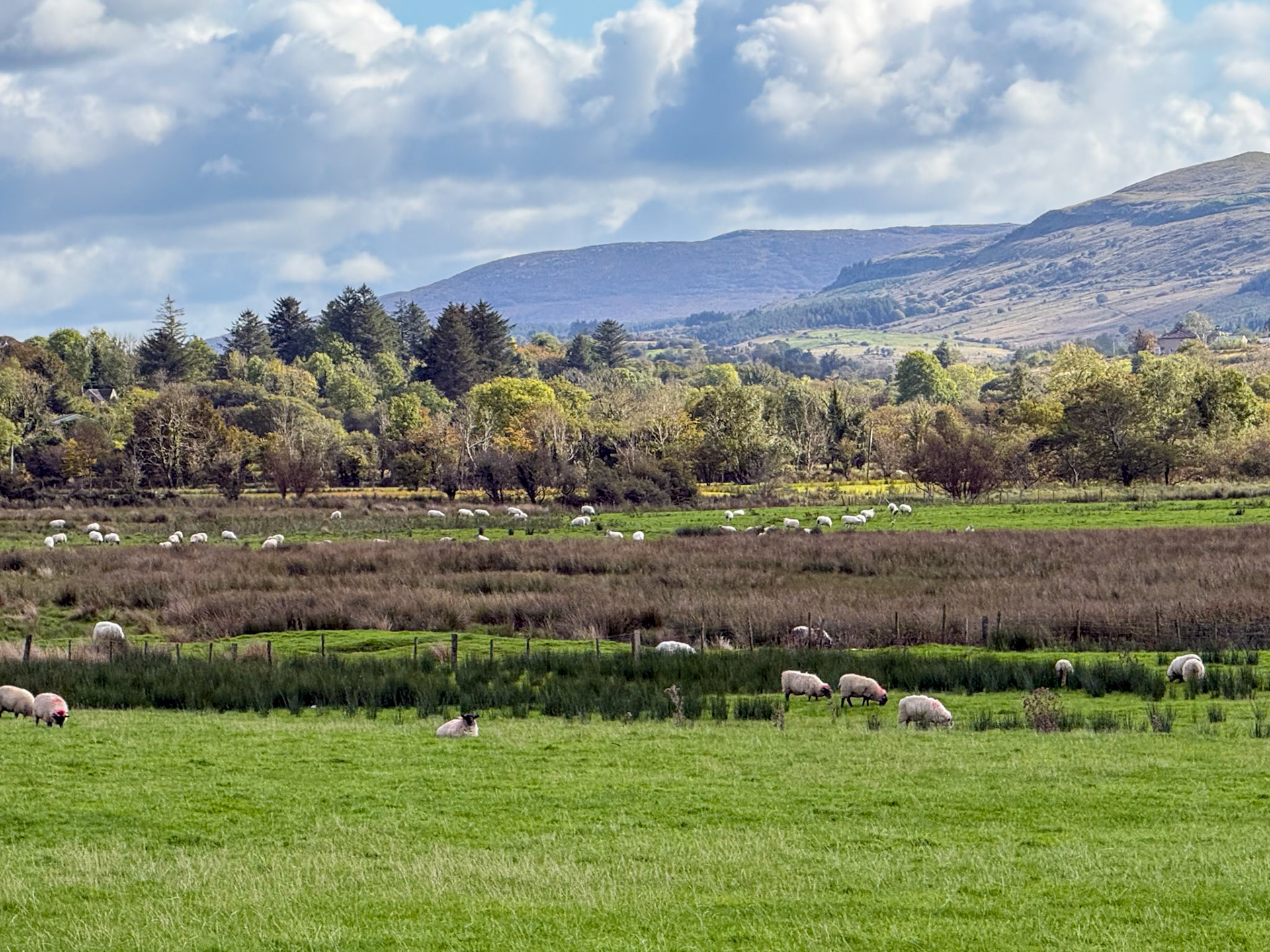 More sheep than people