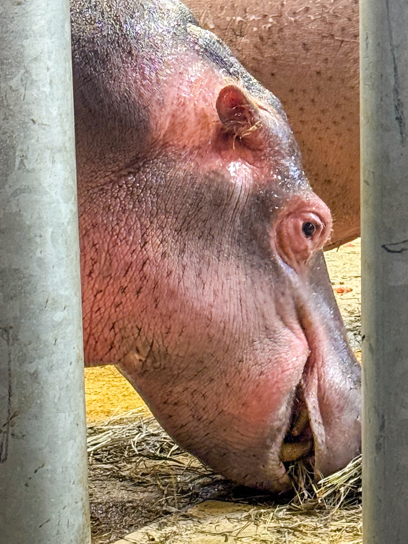 Cheyenne Mountain Zoo