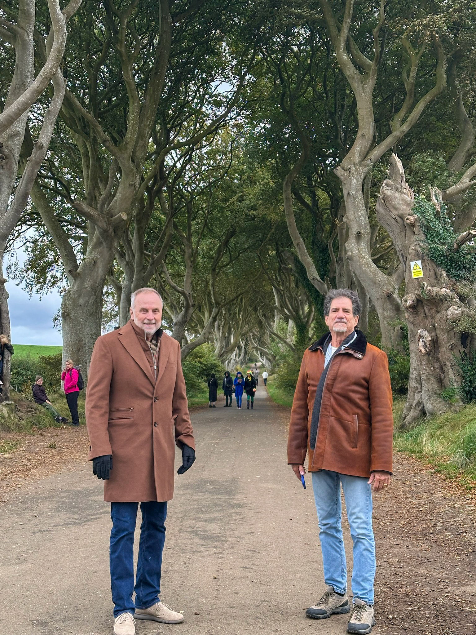 Beech trees at The Dark Hedges
