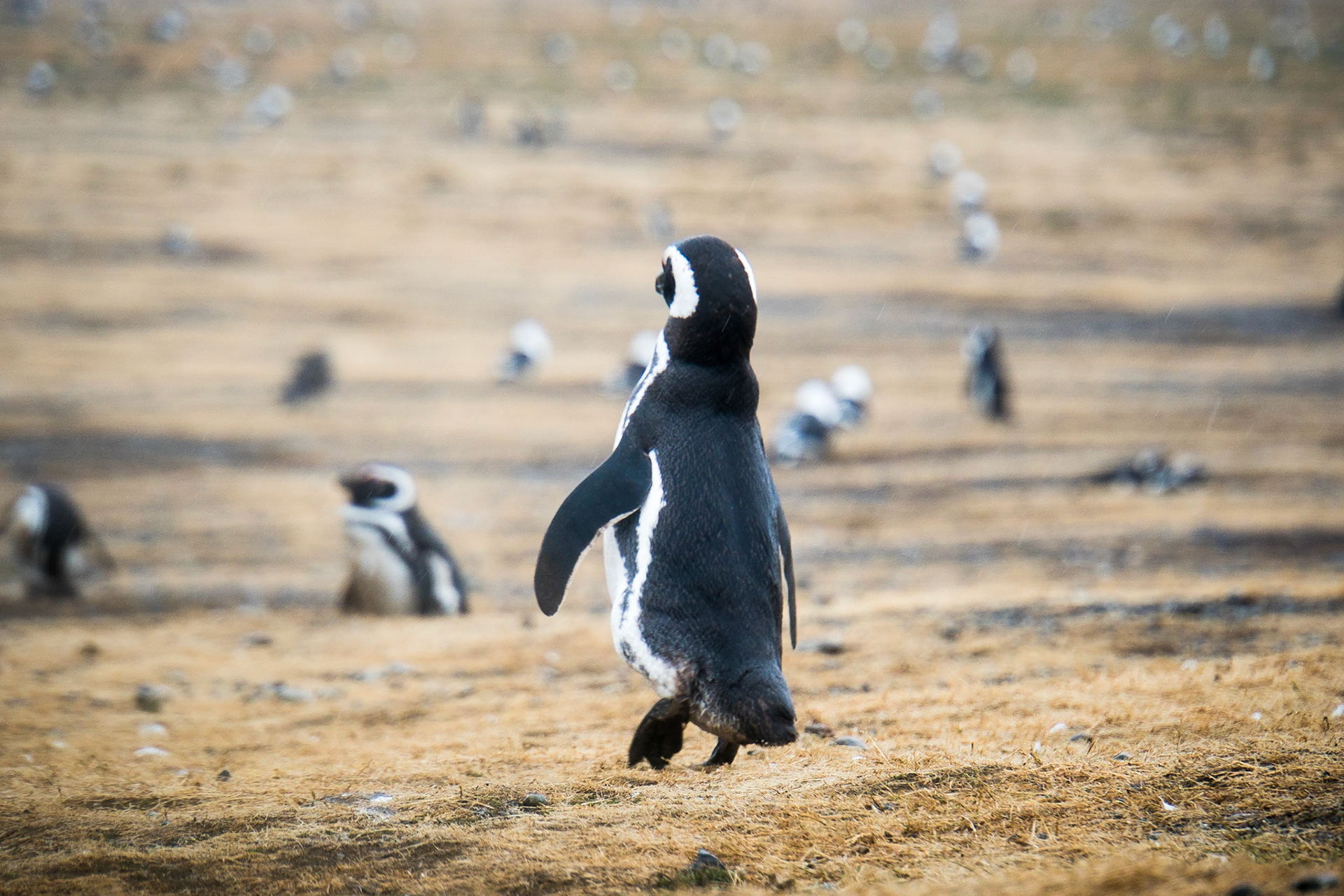 Magellanic penguins