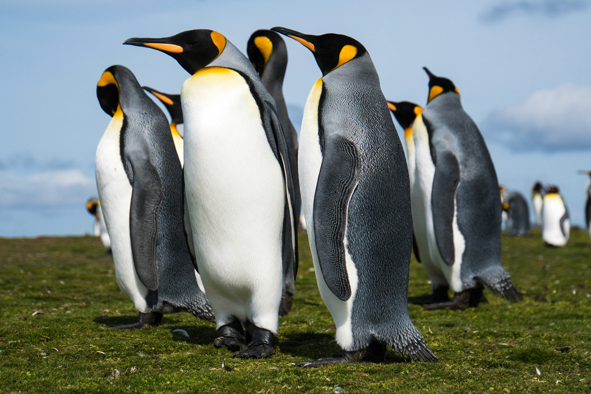 King penguins