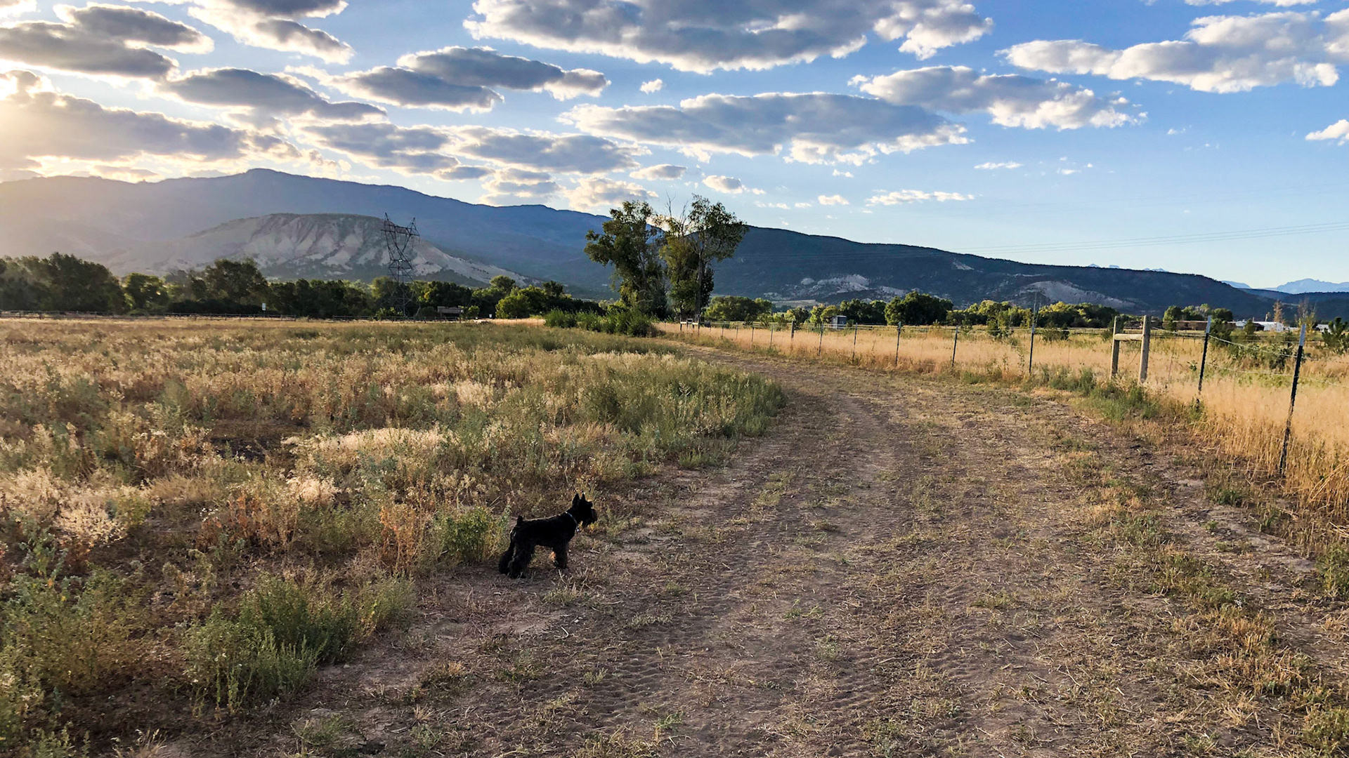 Tripp's morning walk
