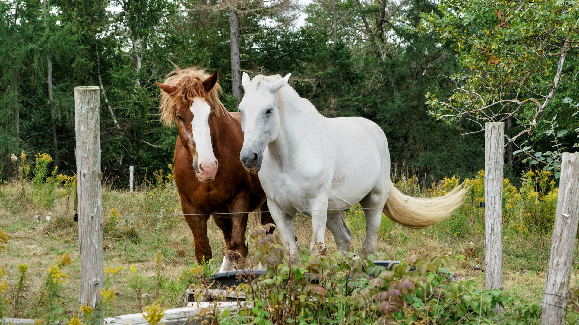 Clydesdale horses on Ministers Island