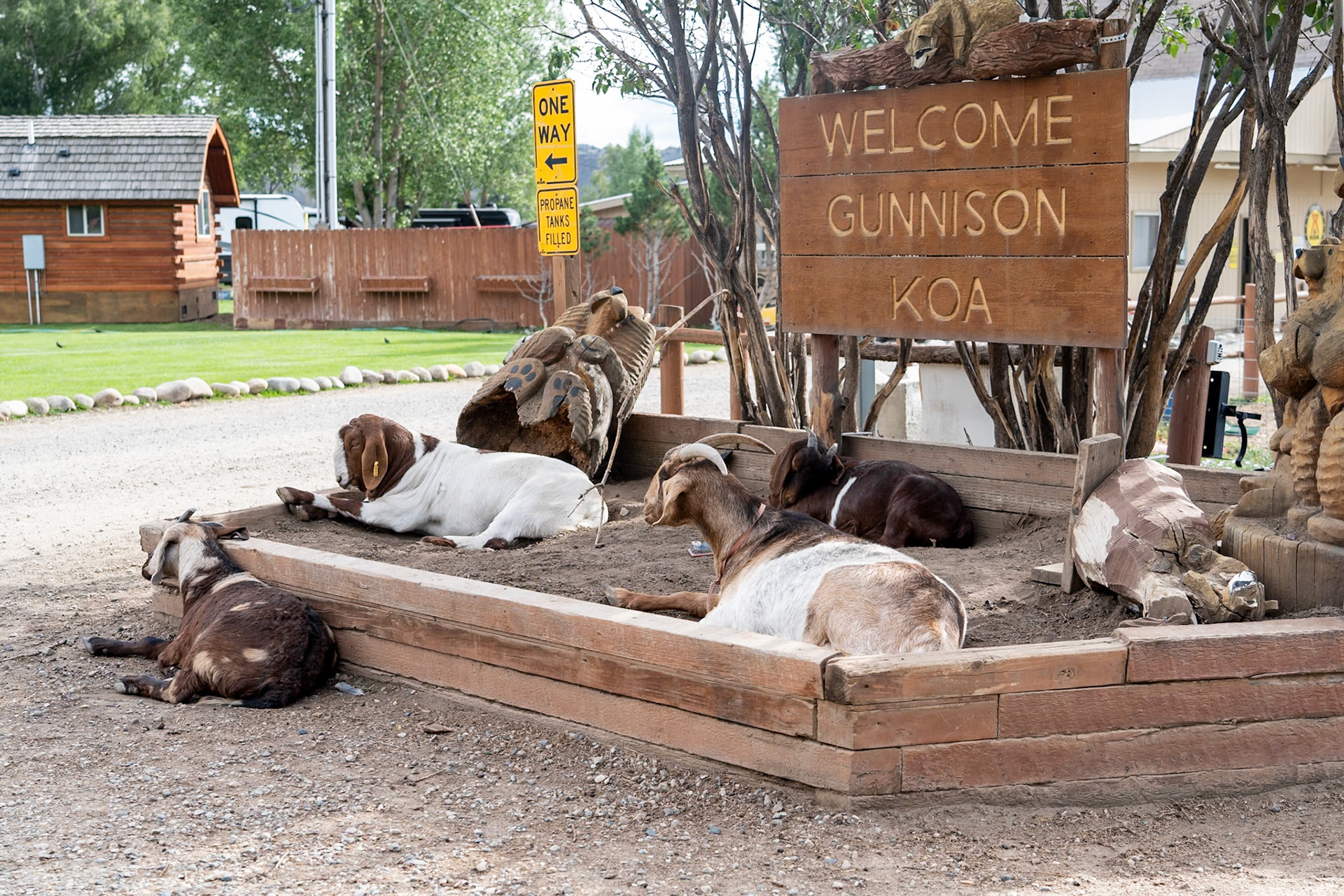 Goats greeting us to KOA