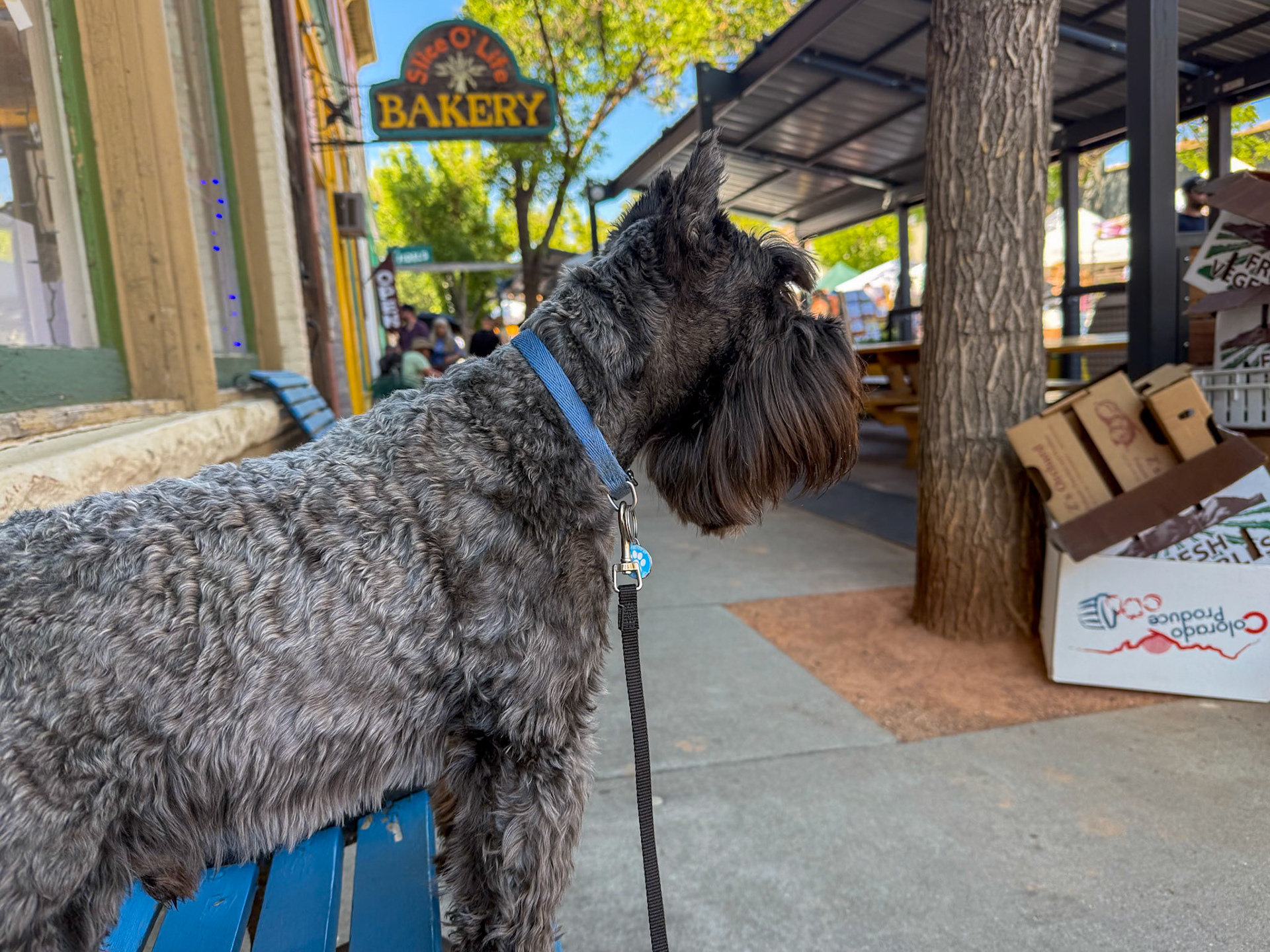 Palisade Farmer's Market