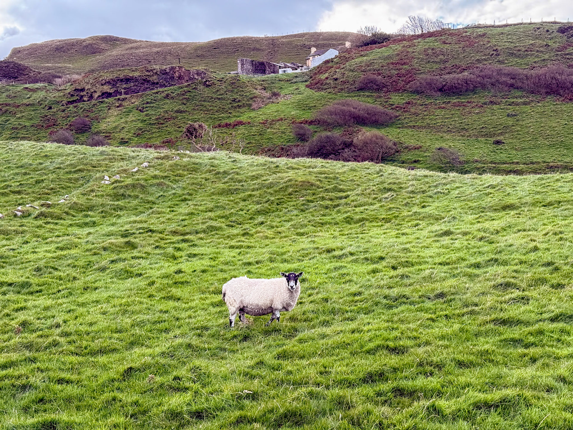 More sheep than people