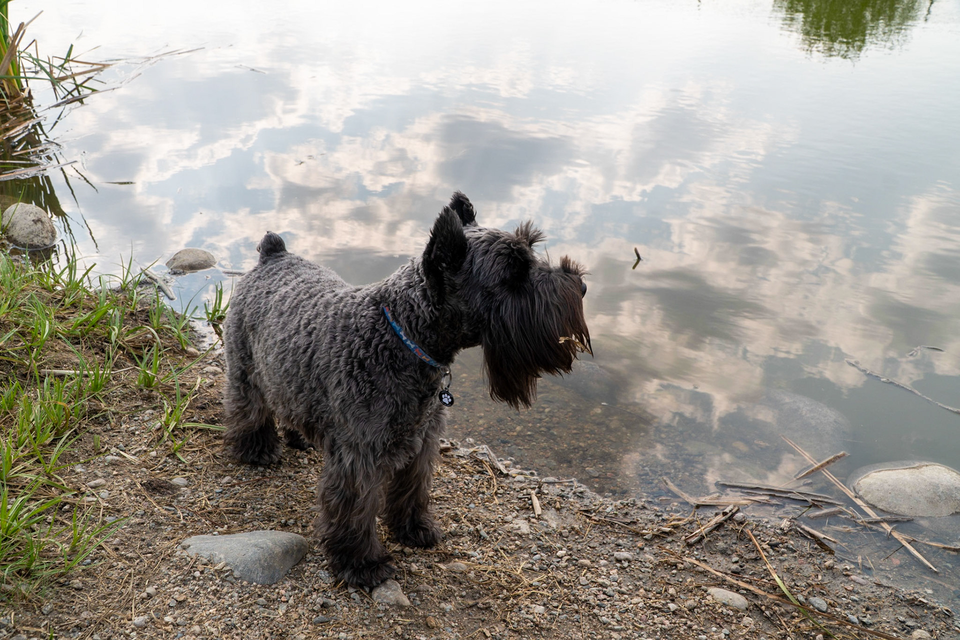 Tripp at the Granby dog park
