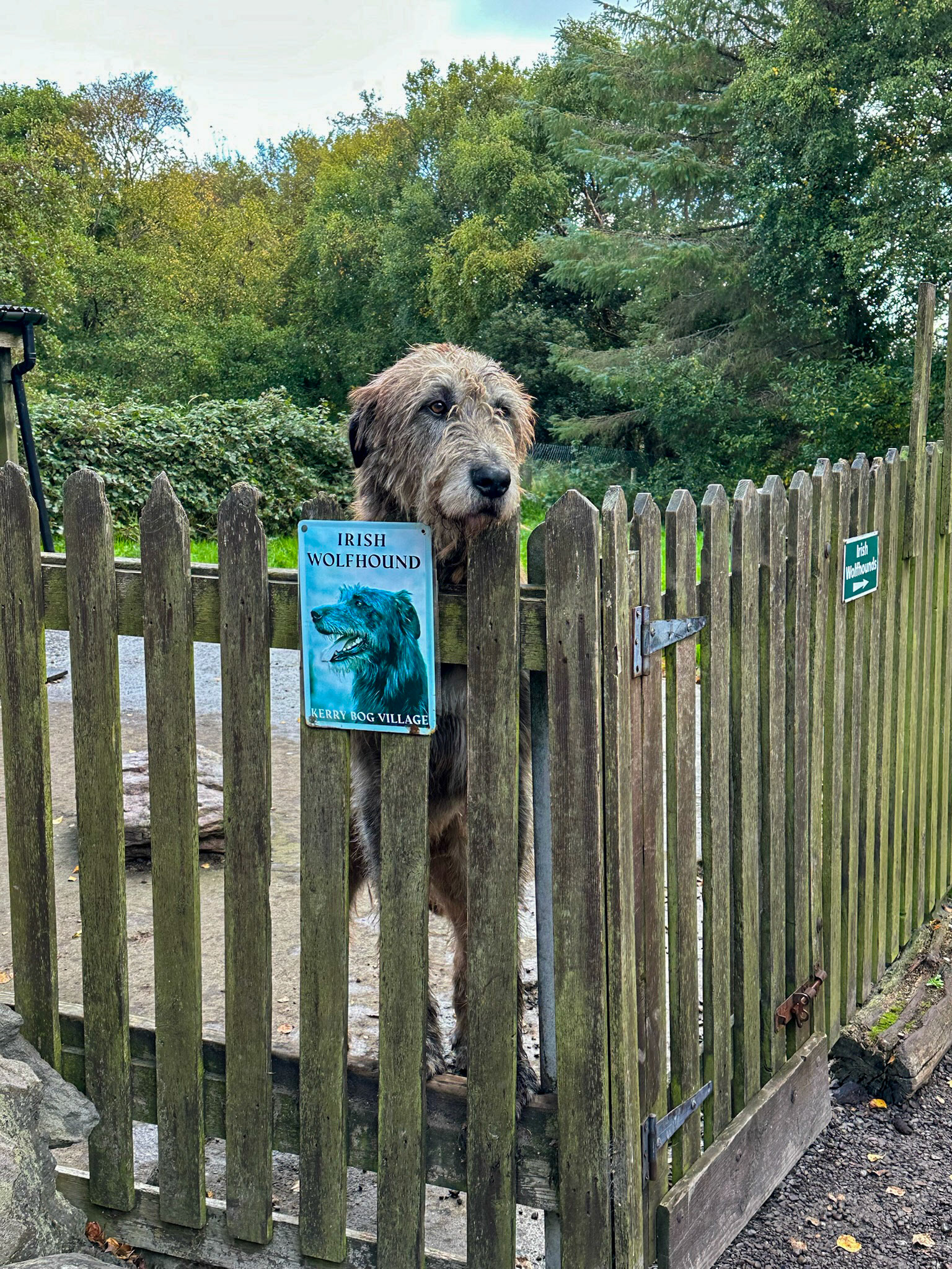 Irish Wolfhound at the Kerry Bog Village