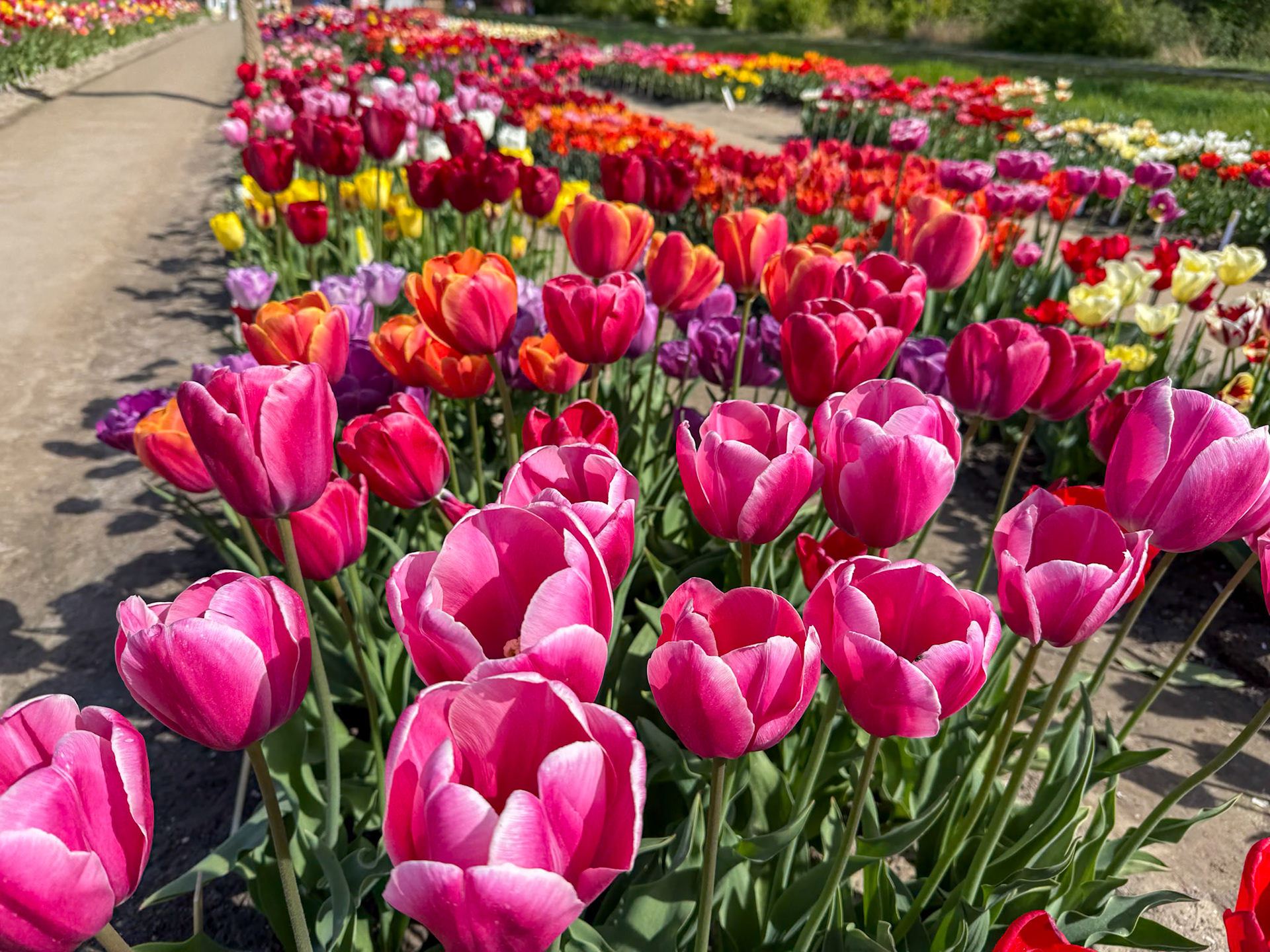 400 tulip varieties