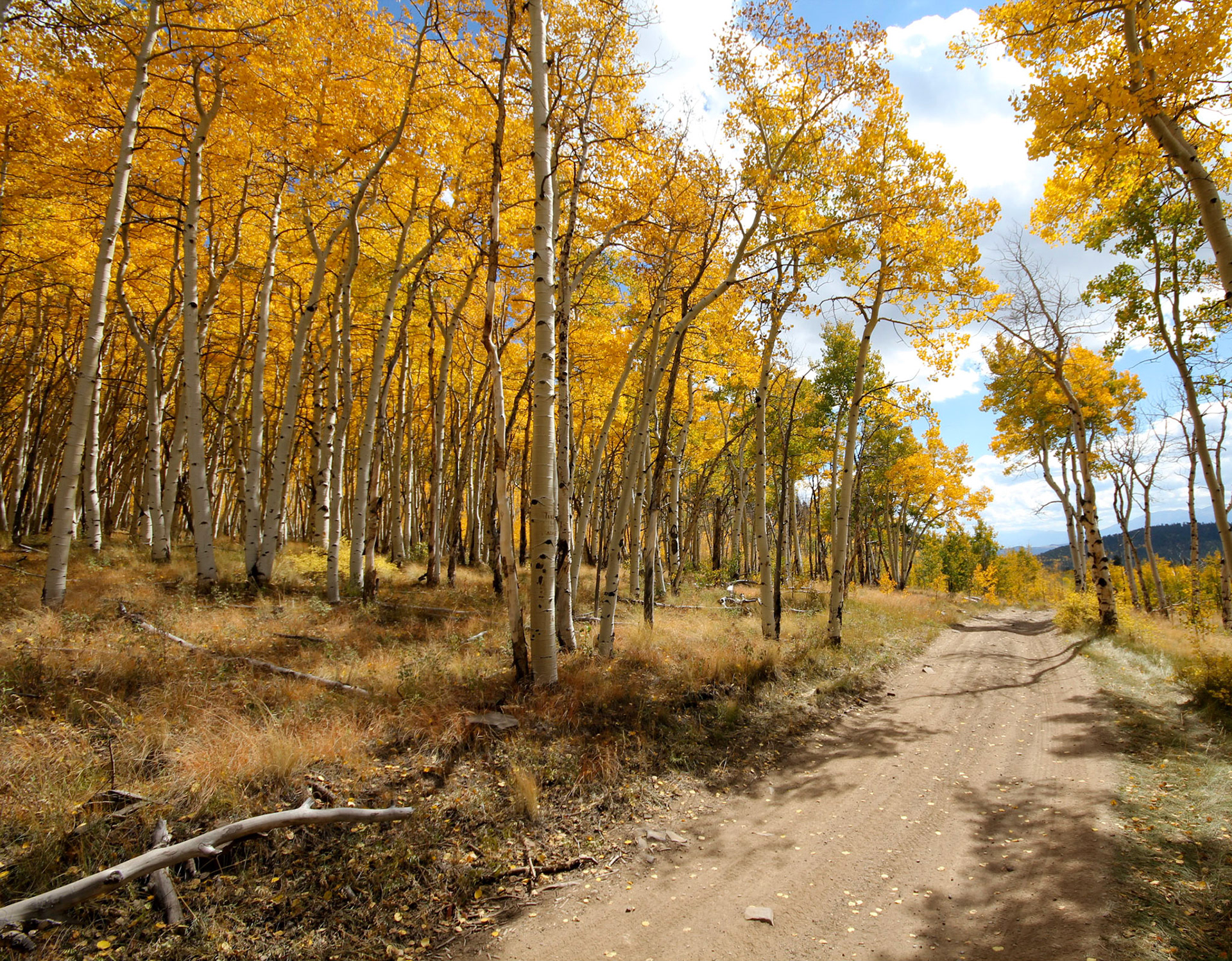 Aspen forest near Salida Colorado