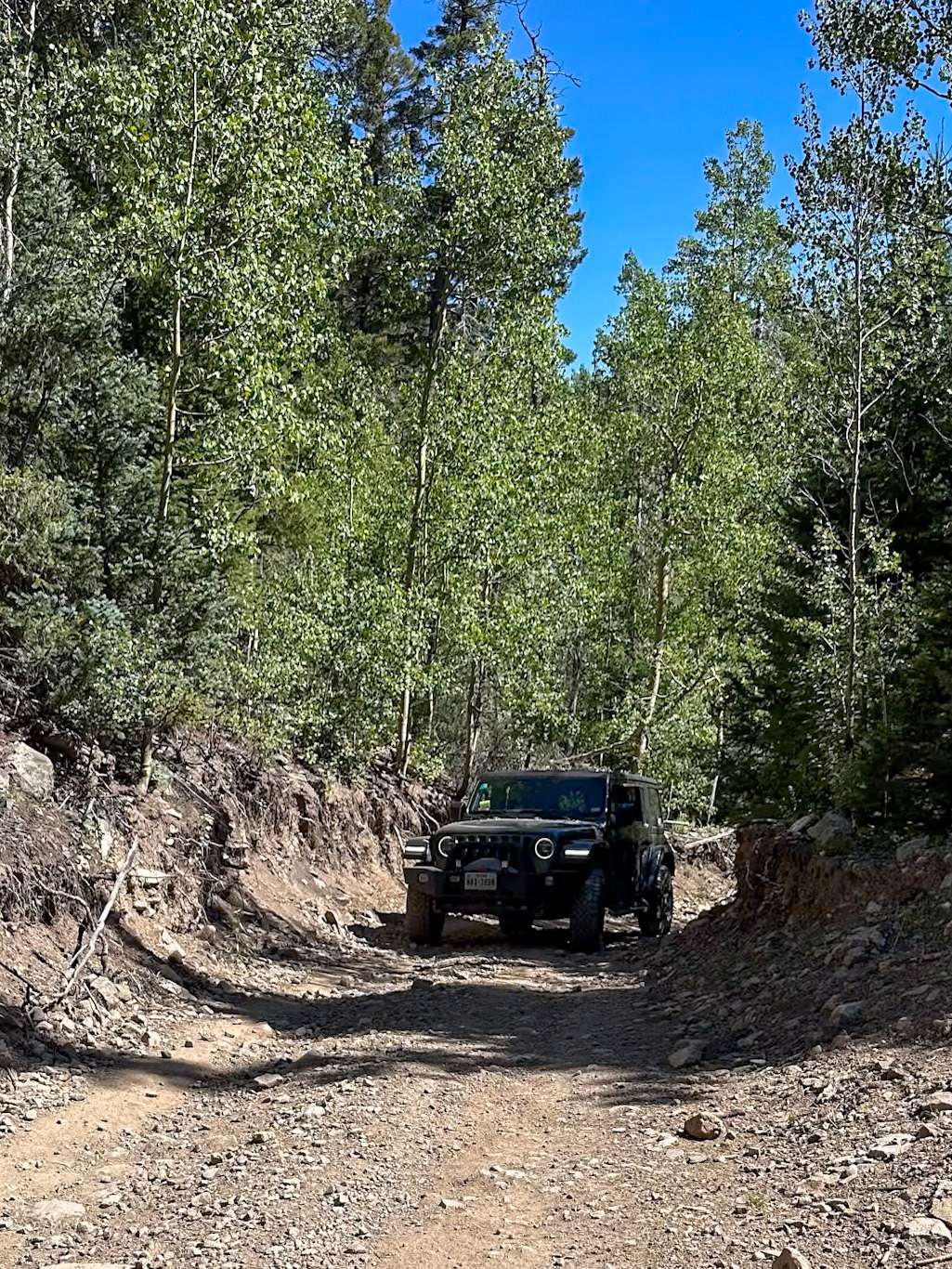 Along Pioneer Creek near Red River NM