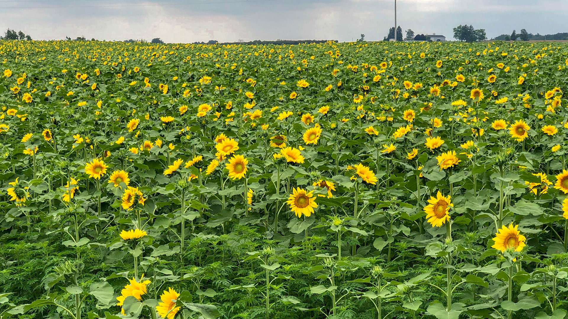 Sunflower crop as we drive the backroads of Michigan