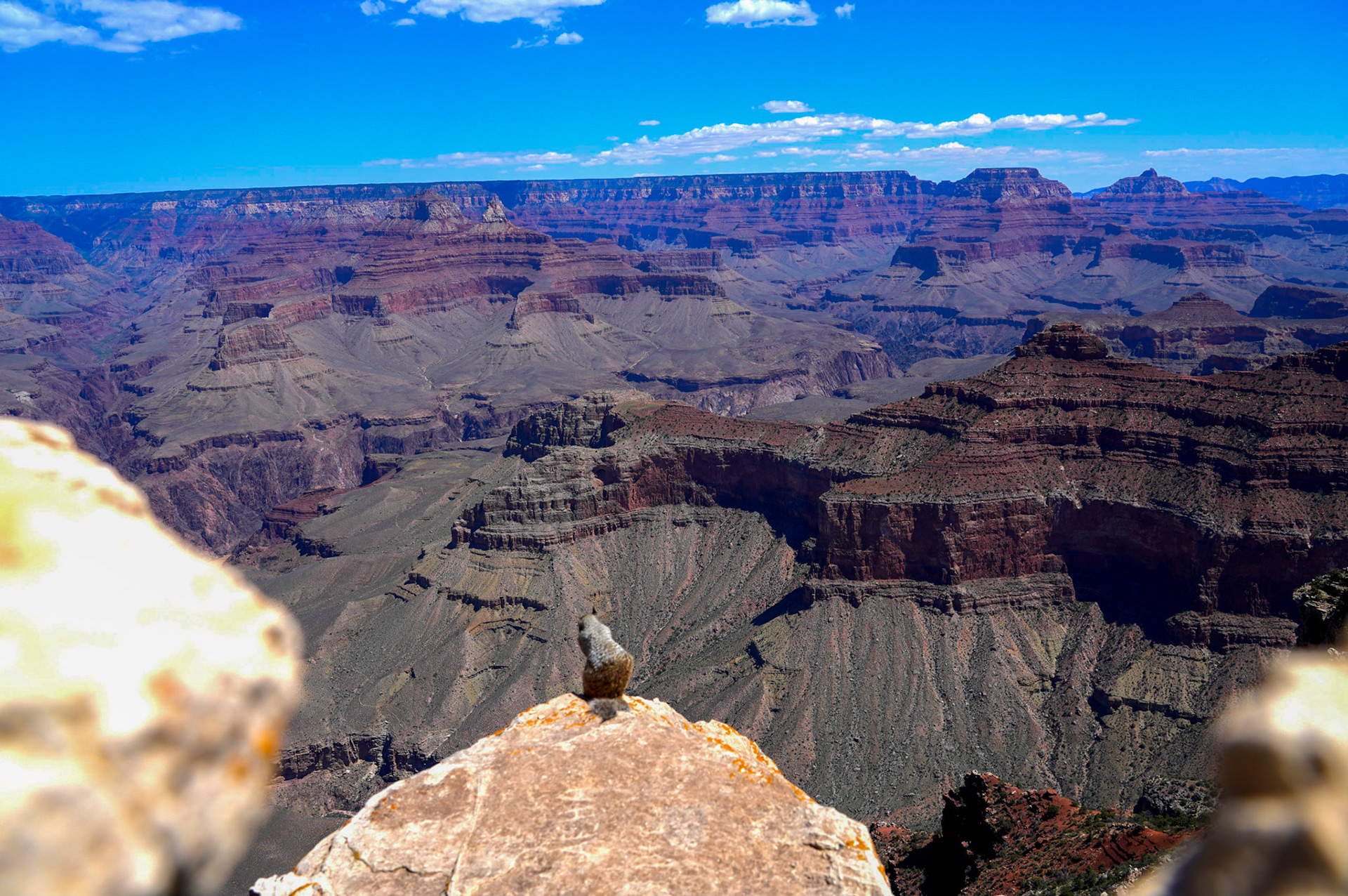 Squirrel doesn't seem fazed perched on the edge