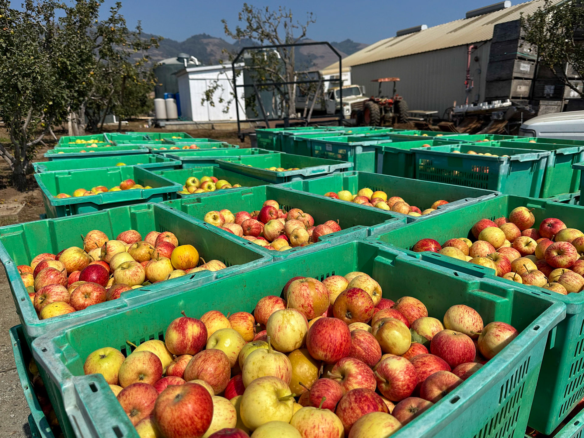 Gizdich apple orchard