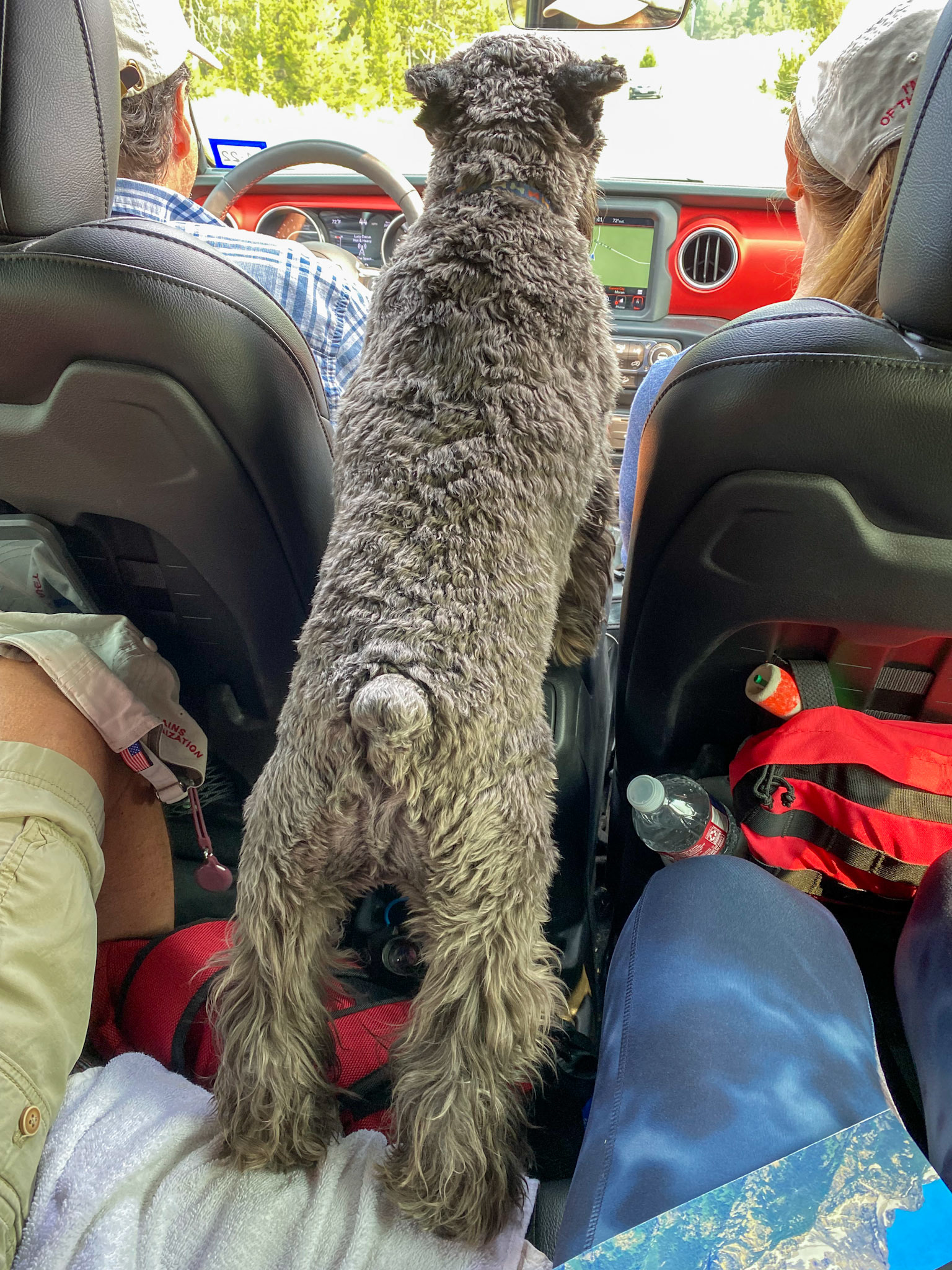 Our adventurous companion checking on the drive