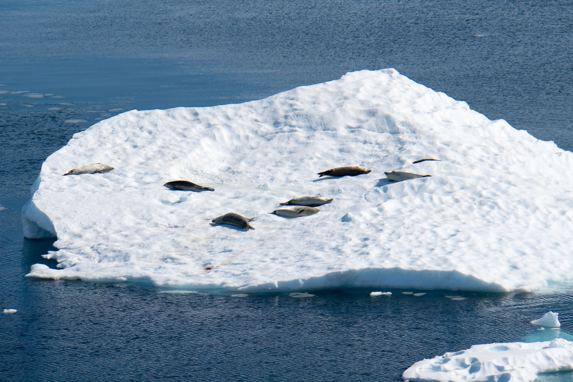 Seals sunning on an iceberg