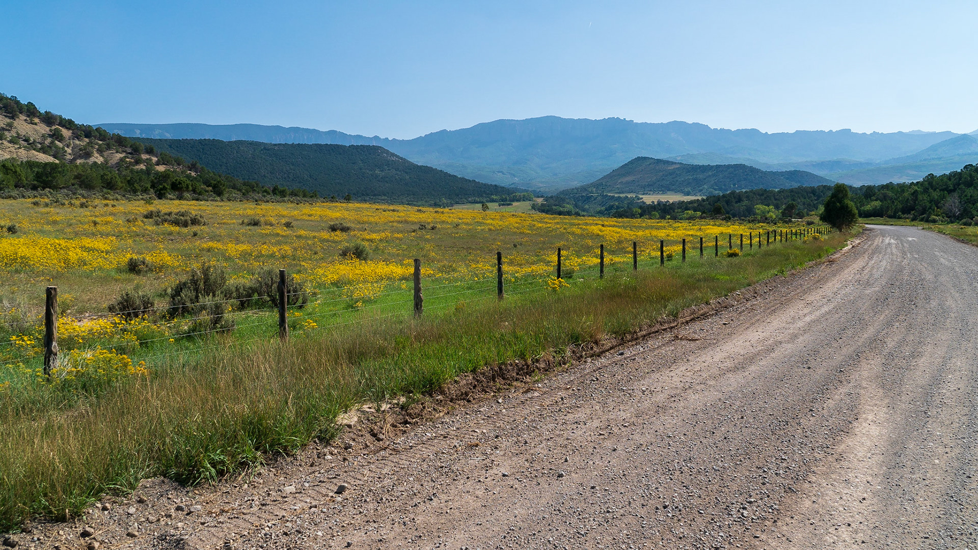 As we begin our trip to Owl Creek Pass, the meadows are full of flowers