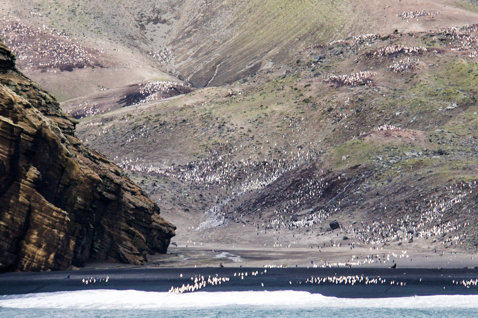 Thousands of Chin-Strap penguins on the coast of Deception Island