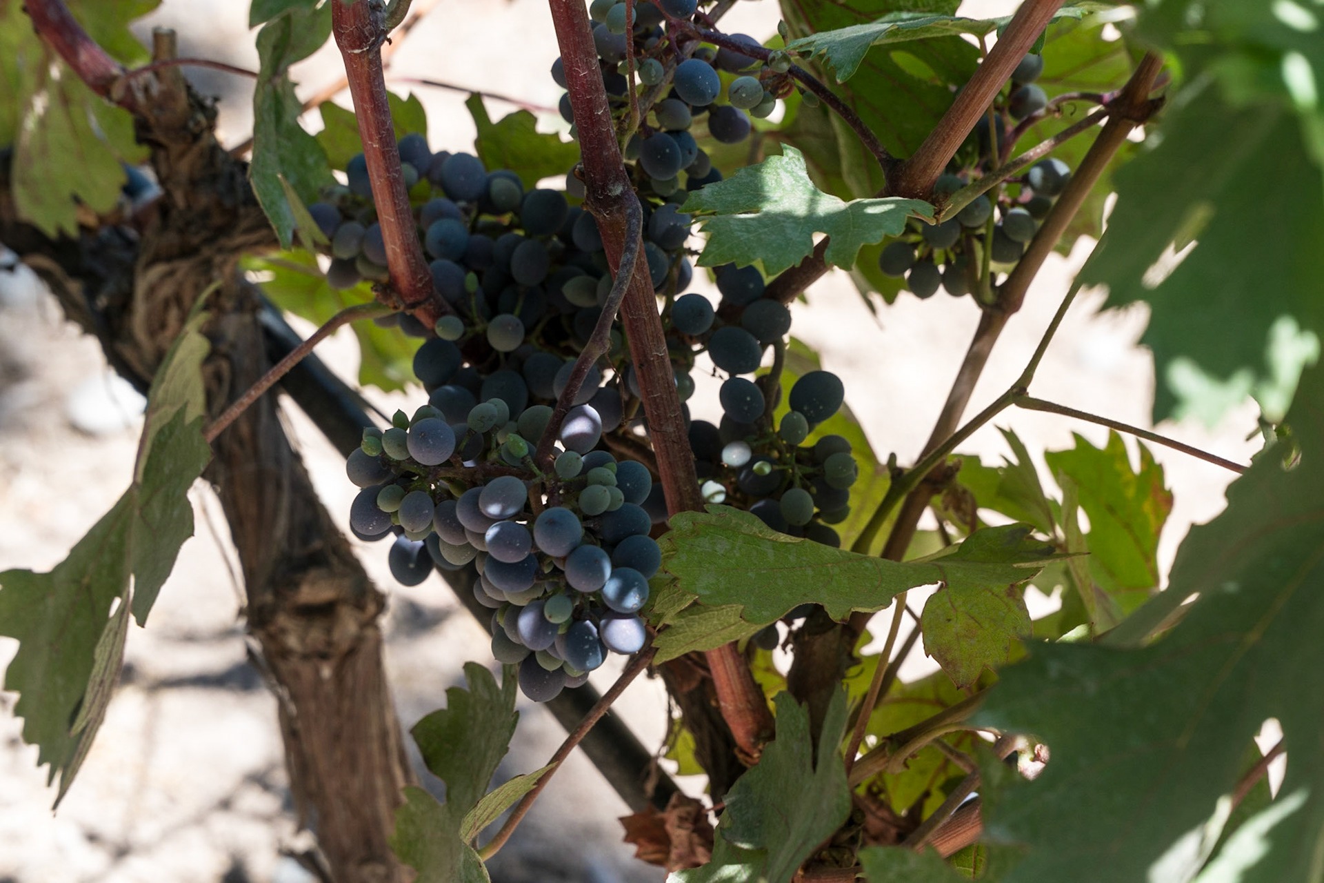 Concho y Toro vineyard