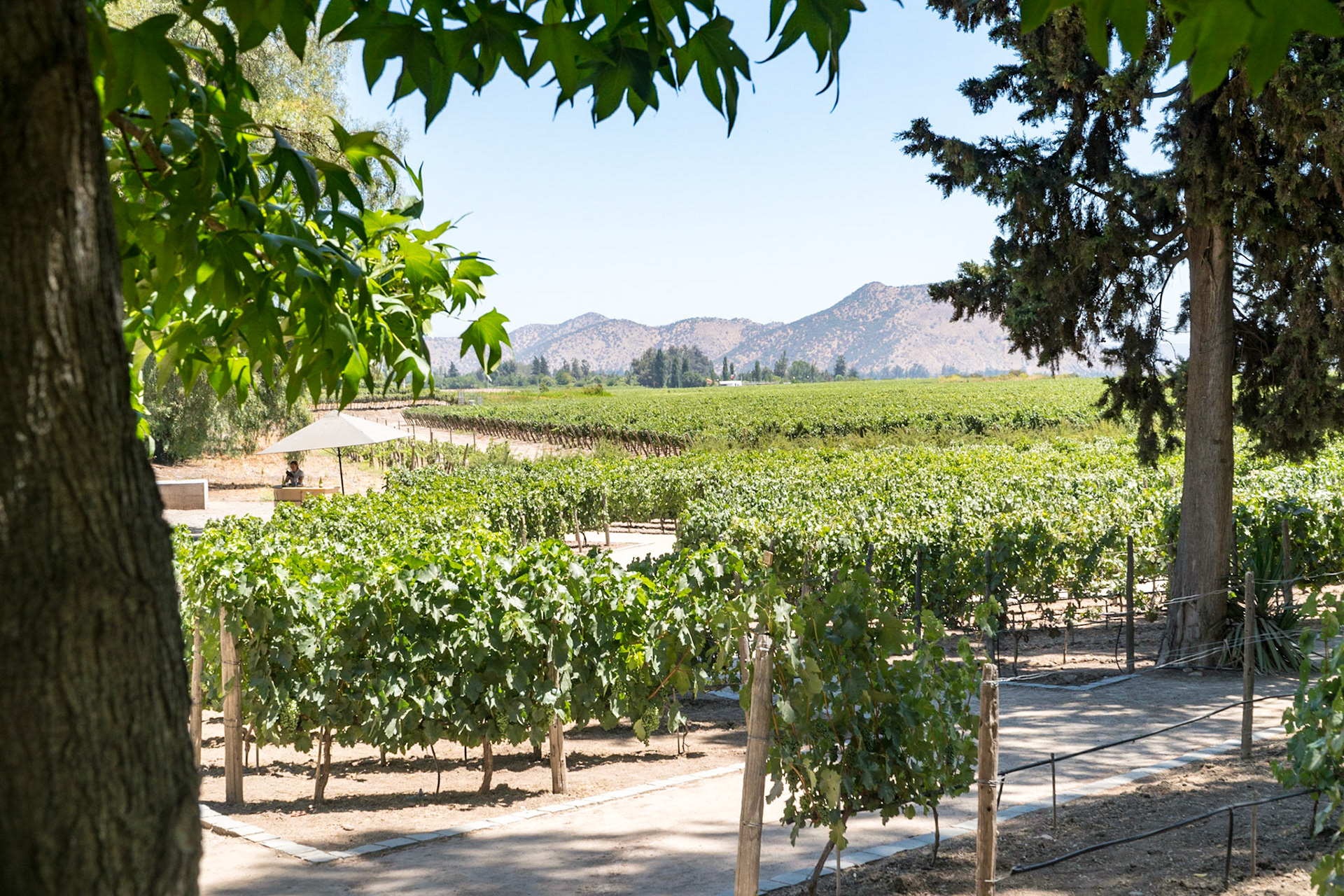 Concho y Toro vineyard tour outside of Santiago, Chile