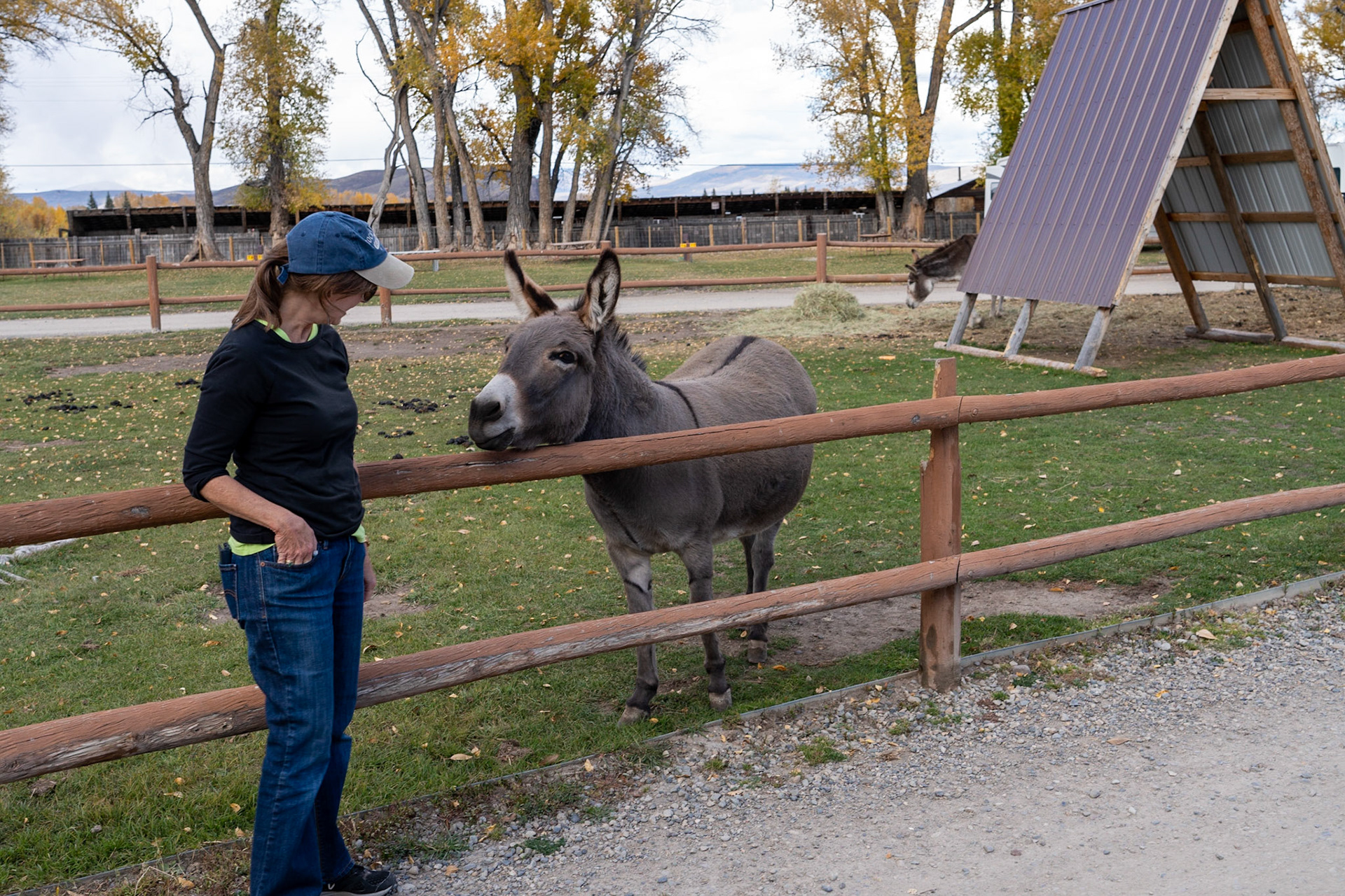 Terry meets the donkey