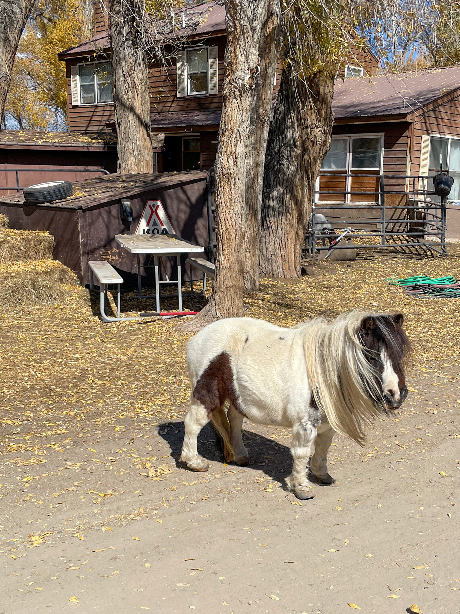 Miniature horse roams the campground