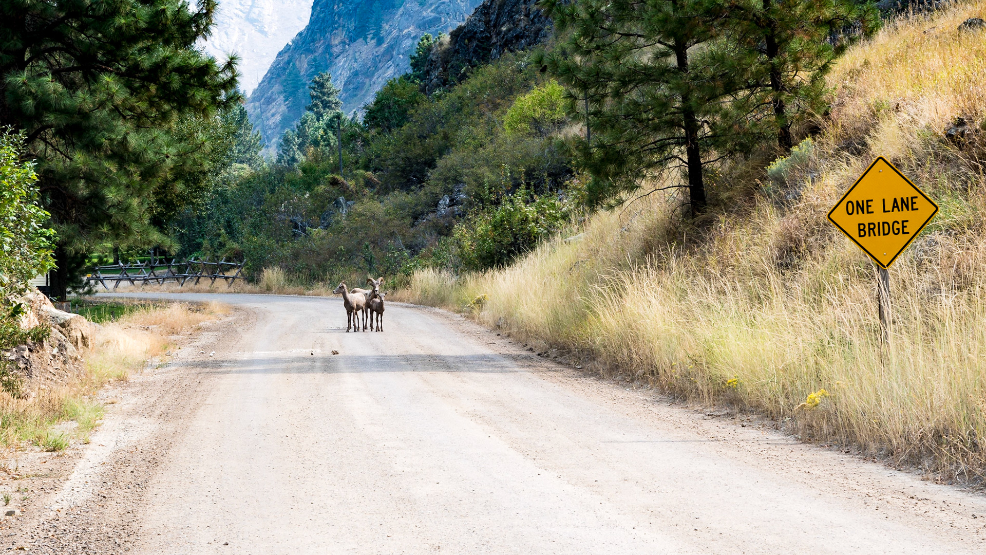 Bighorn Sheep at Panther Creek