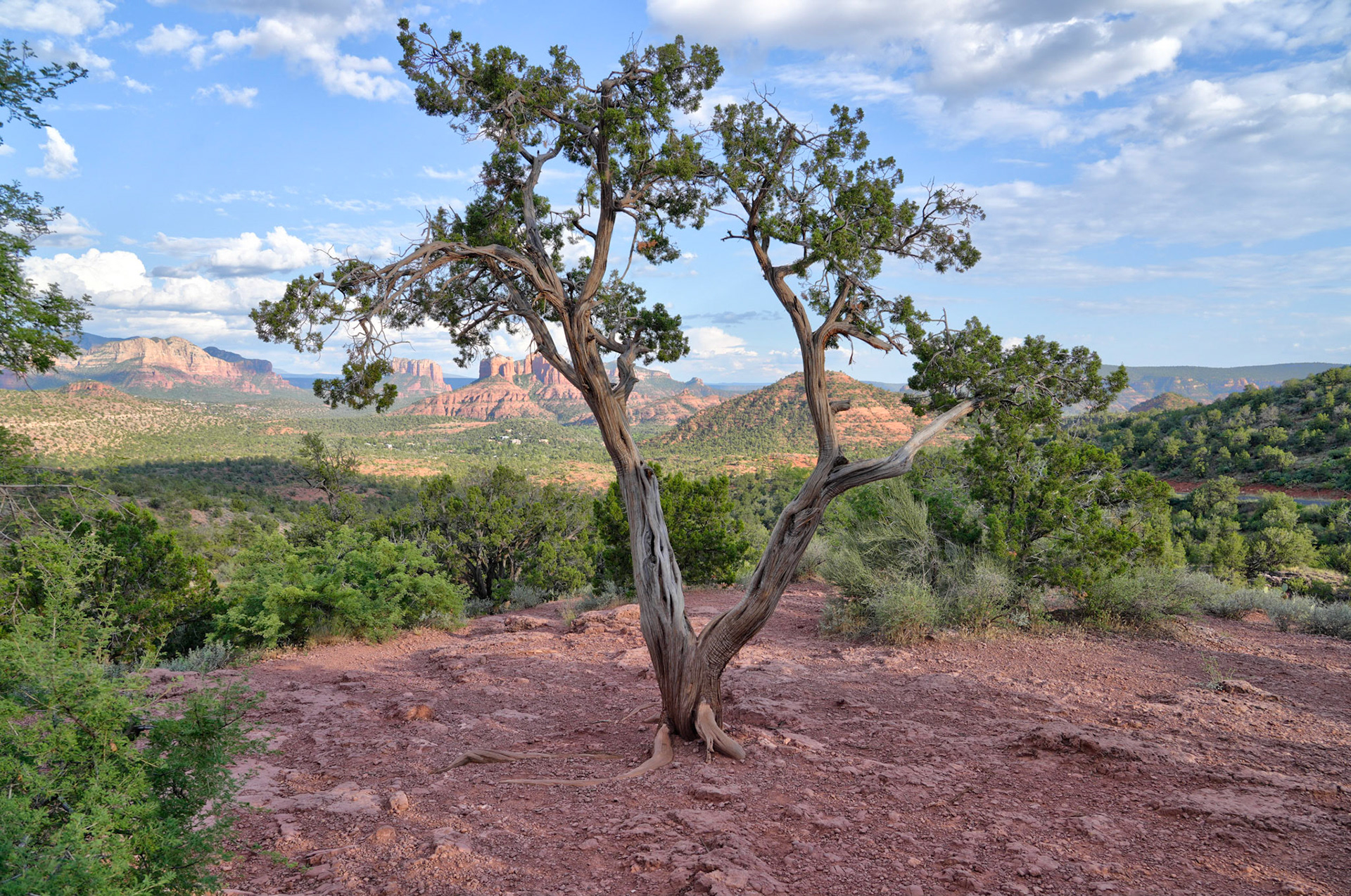 Juniper at the Cathedral Rock overlook