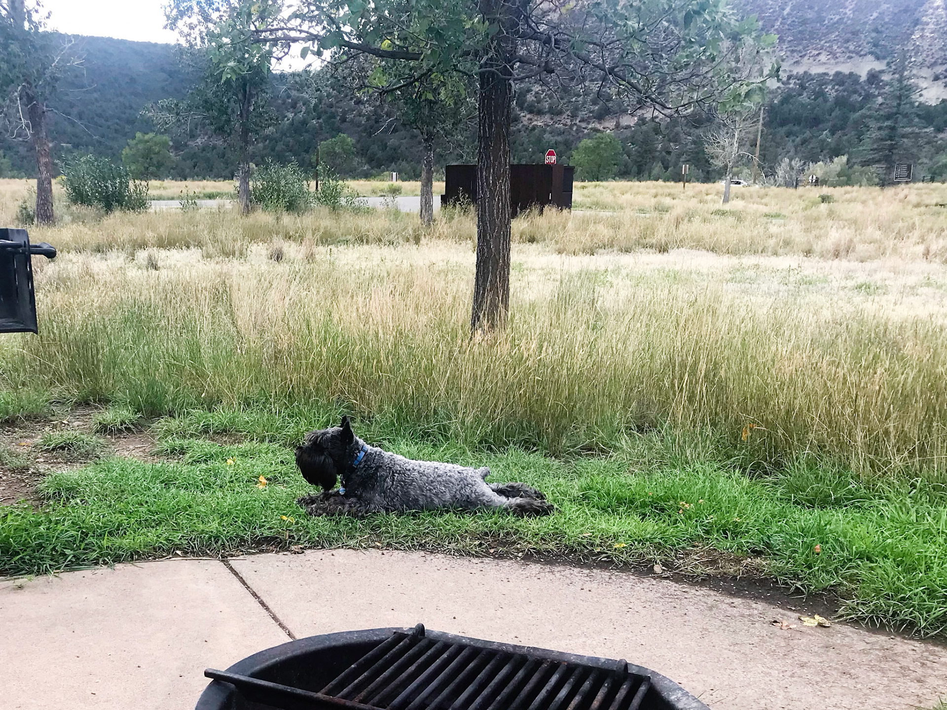 Tripp chilling at the campsite
