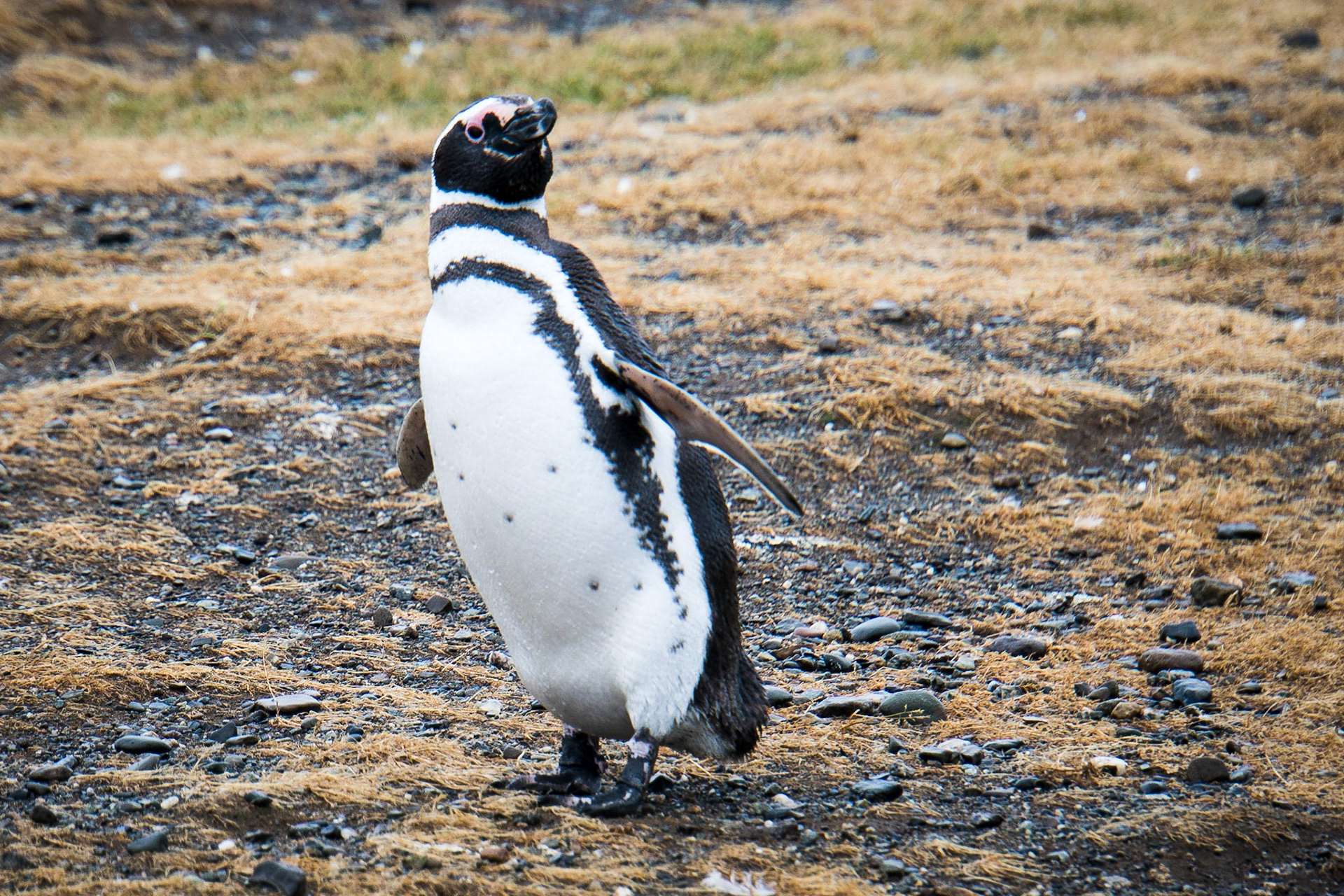 Magellanic penguins
