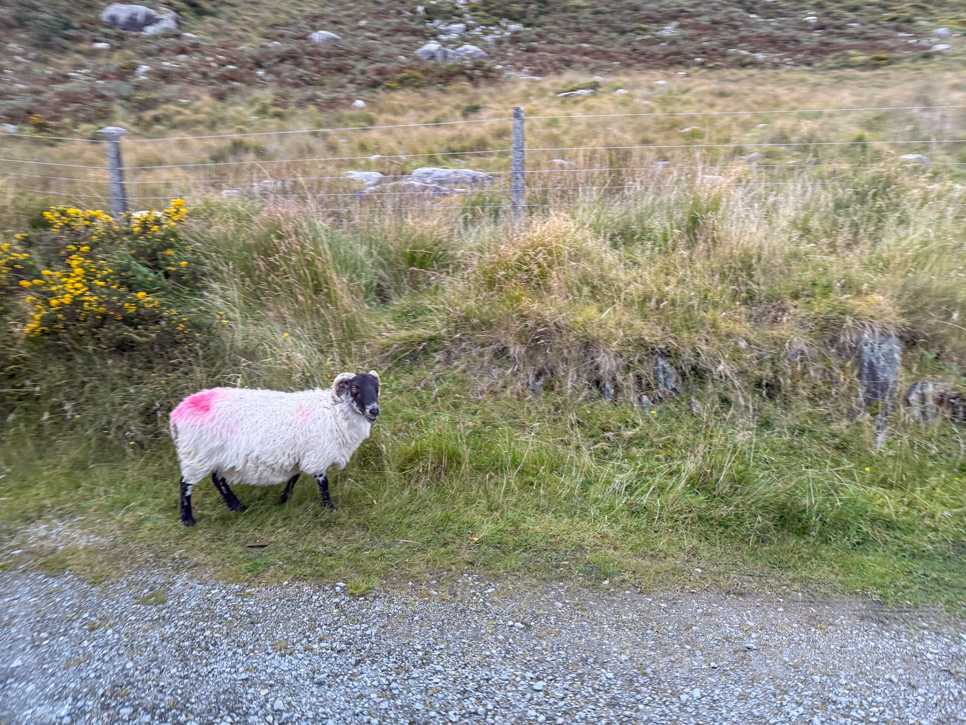 More sheep than people