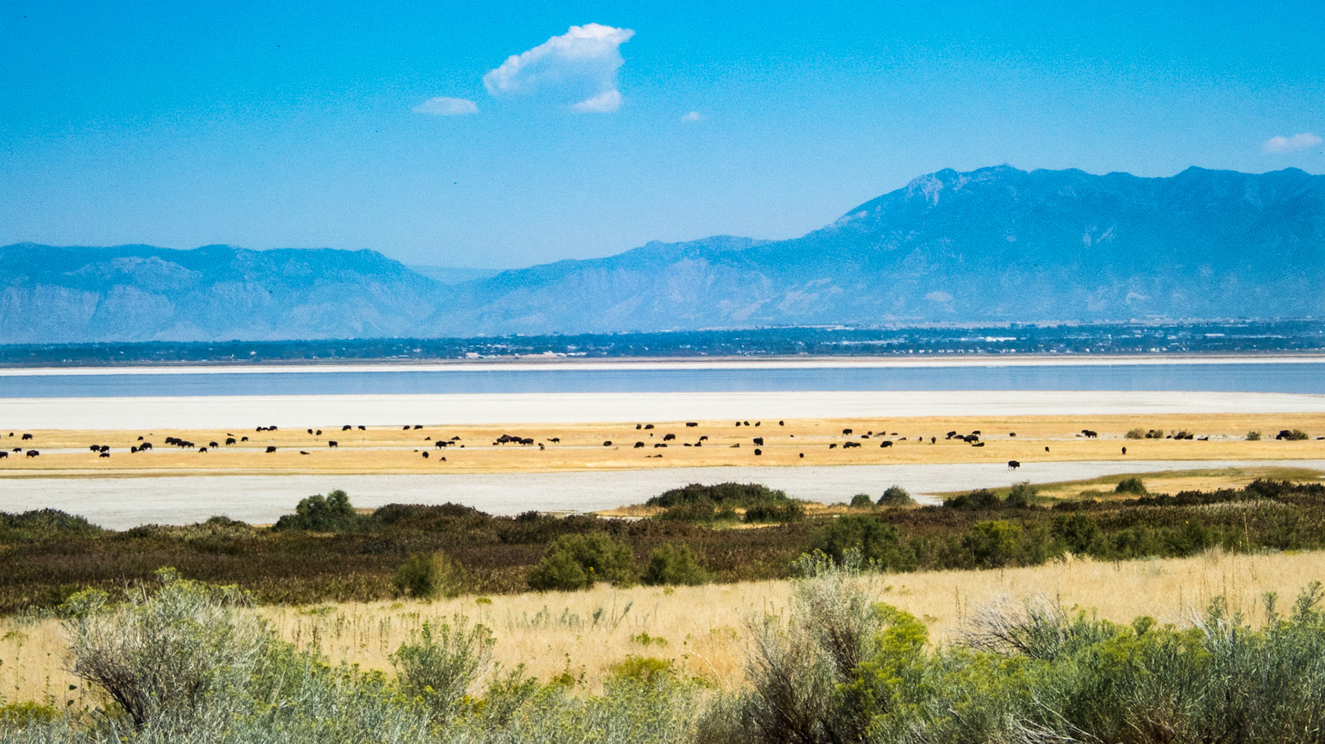 Bison herd on the salt flats