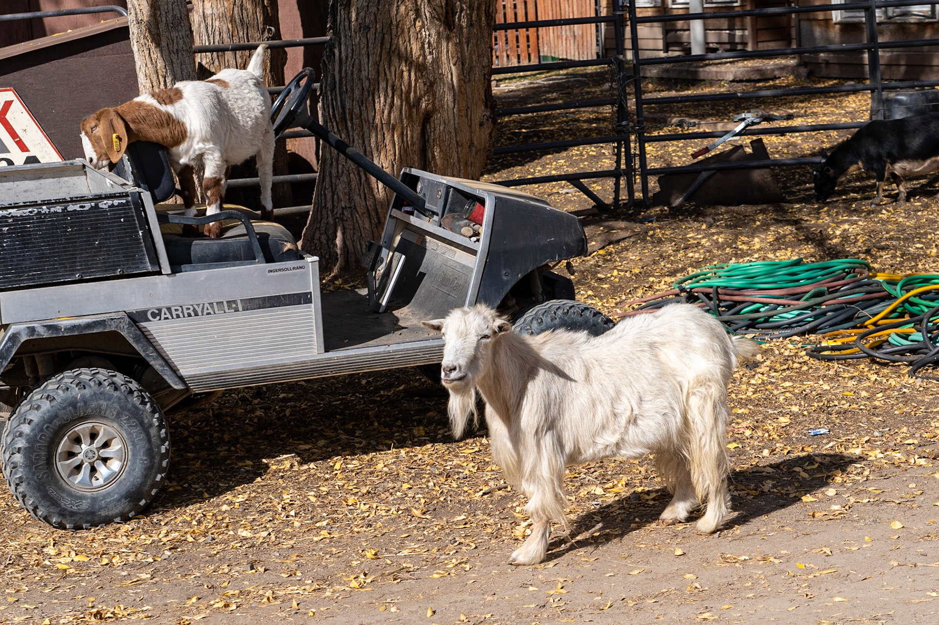 Campground goats roam freely