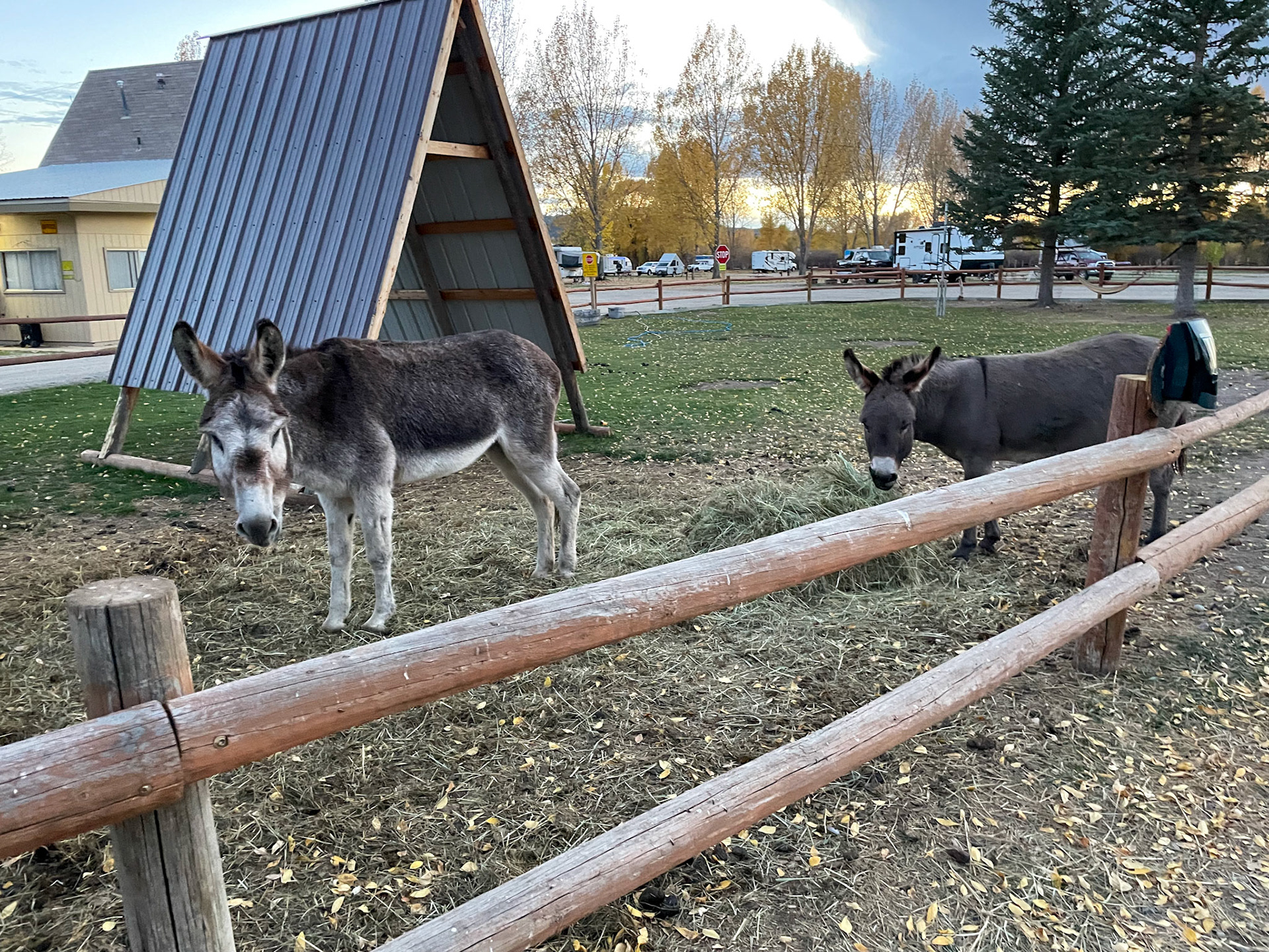 Jenny and Grandpa are the two donkeys at the Gunnison campground