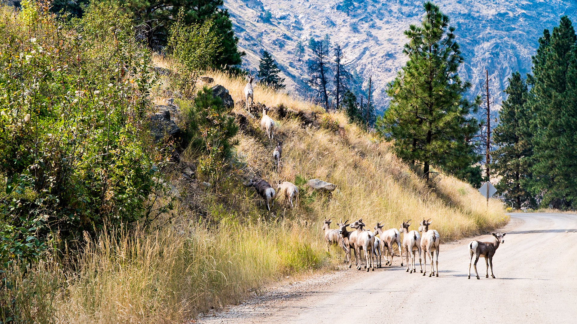 Bighorn Sheep at Panther Creek