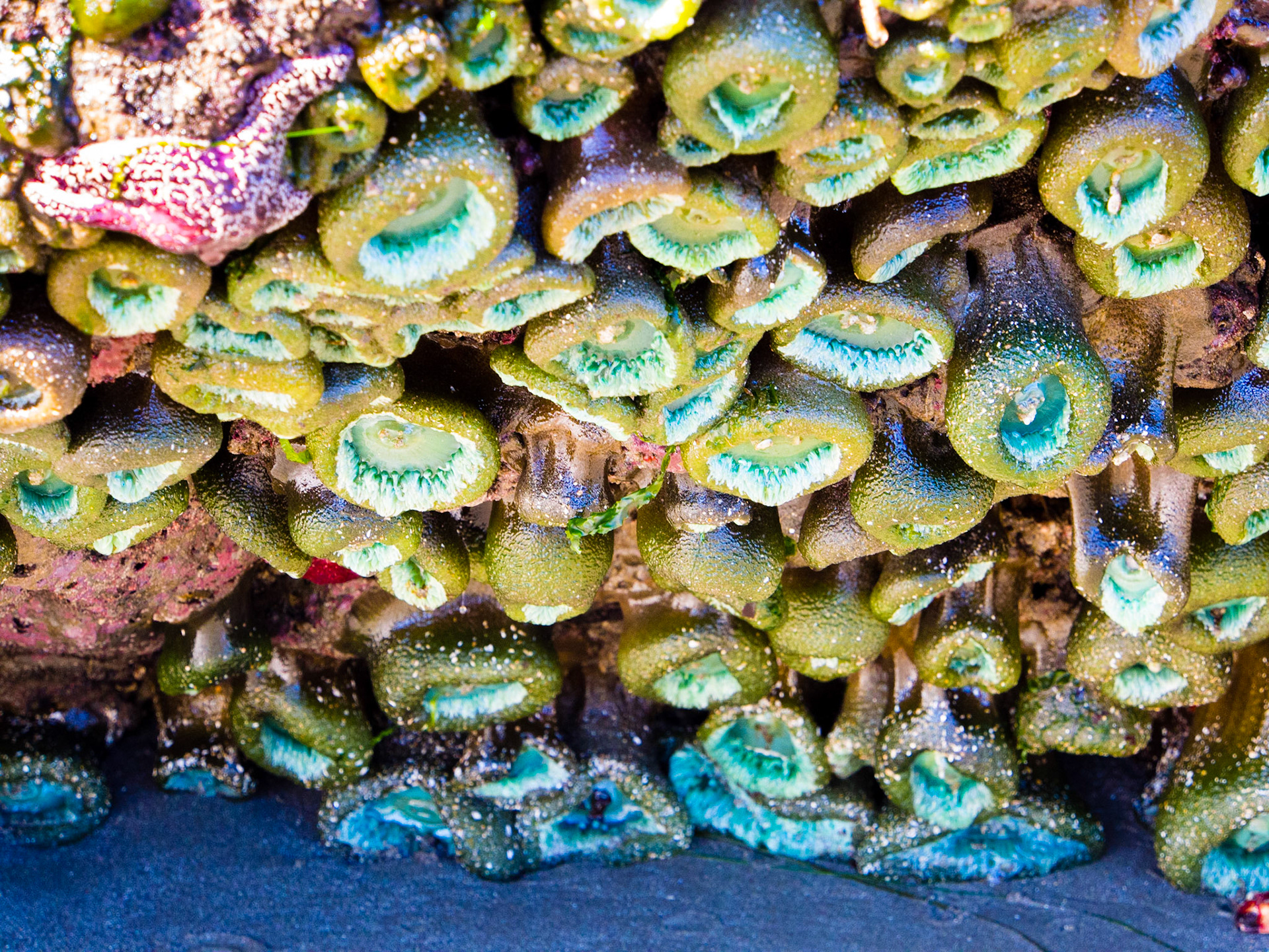 Anemone under rocks waiting for the tide